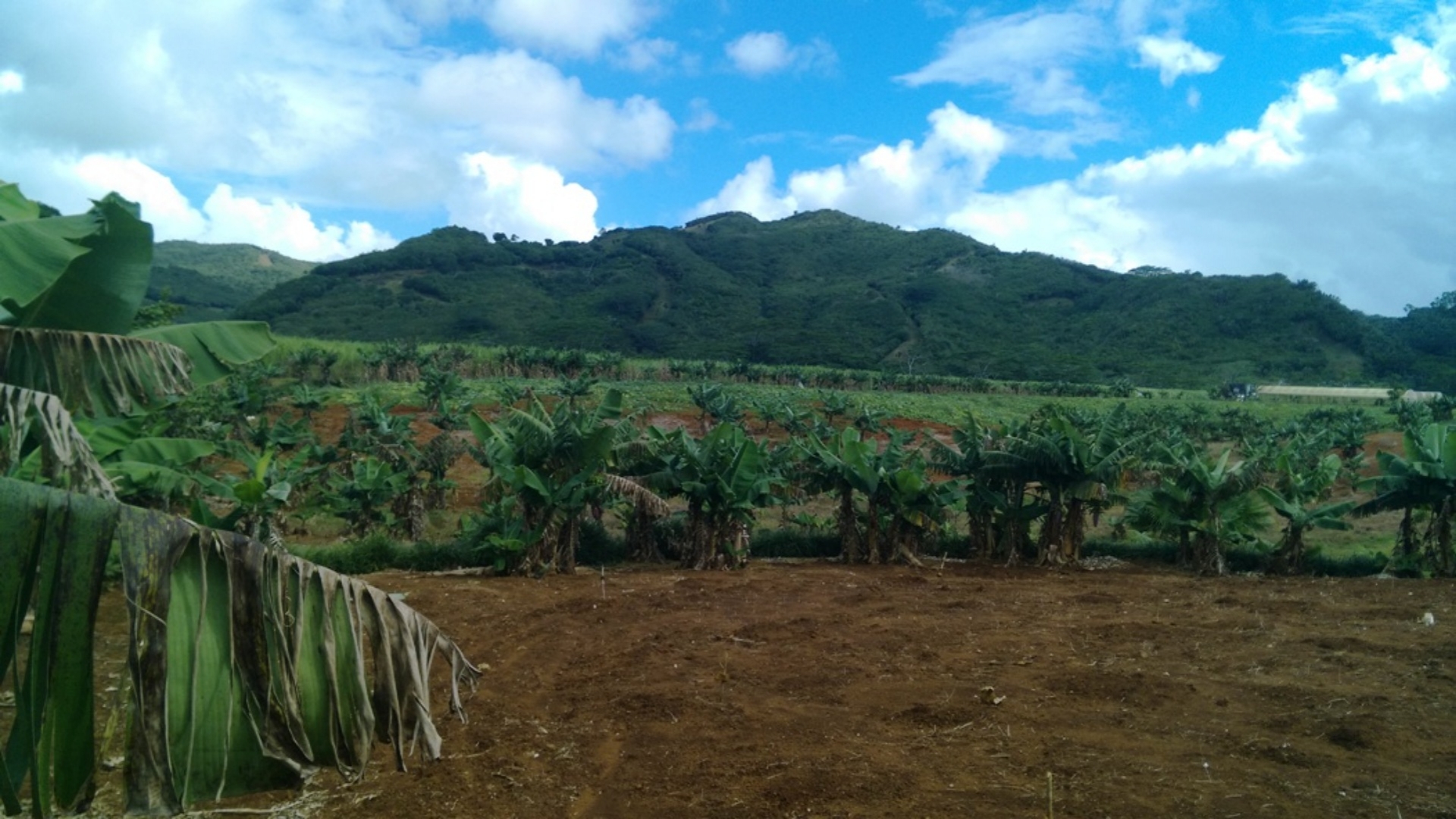 Agricultural land of 2630 m2 for sale in l'Etoile, east, Mauritius – LexpressProperty.com | 264389 | Ref01