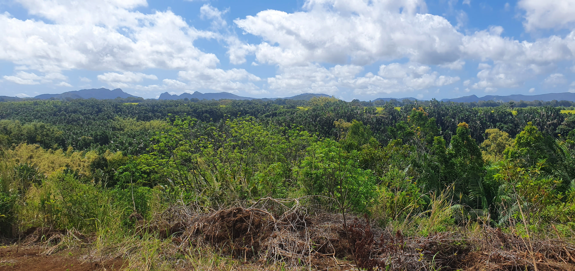 Terrain agricole de 5790 m2 en vente à Deux Bras, sud, île Maurice – LexpressProperty.com | 281479 | Ref01
