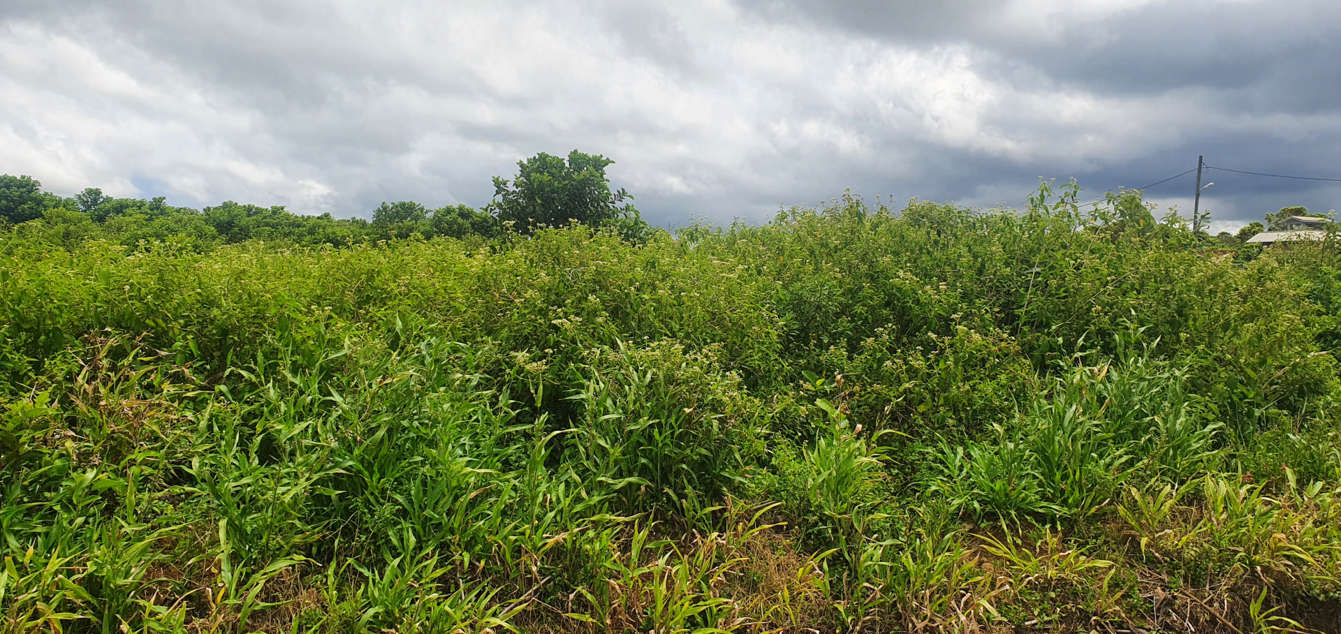Terrain résidentiel de 1055 m2 en vente à Grand Bois, sud, île Maurice – LexpressProperty.com | 283573 | Ref01