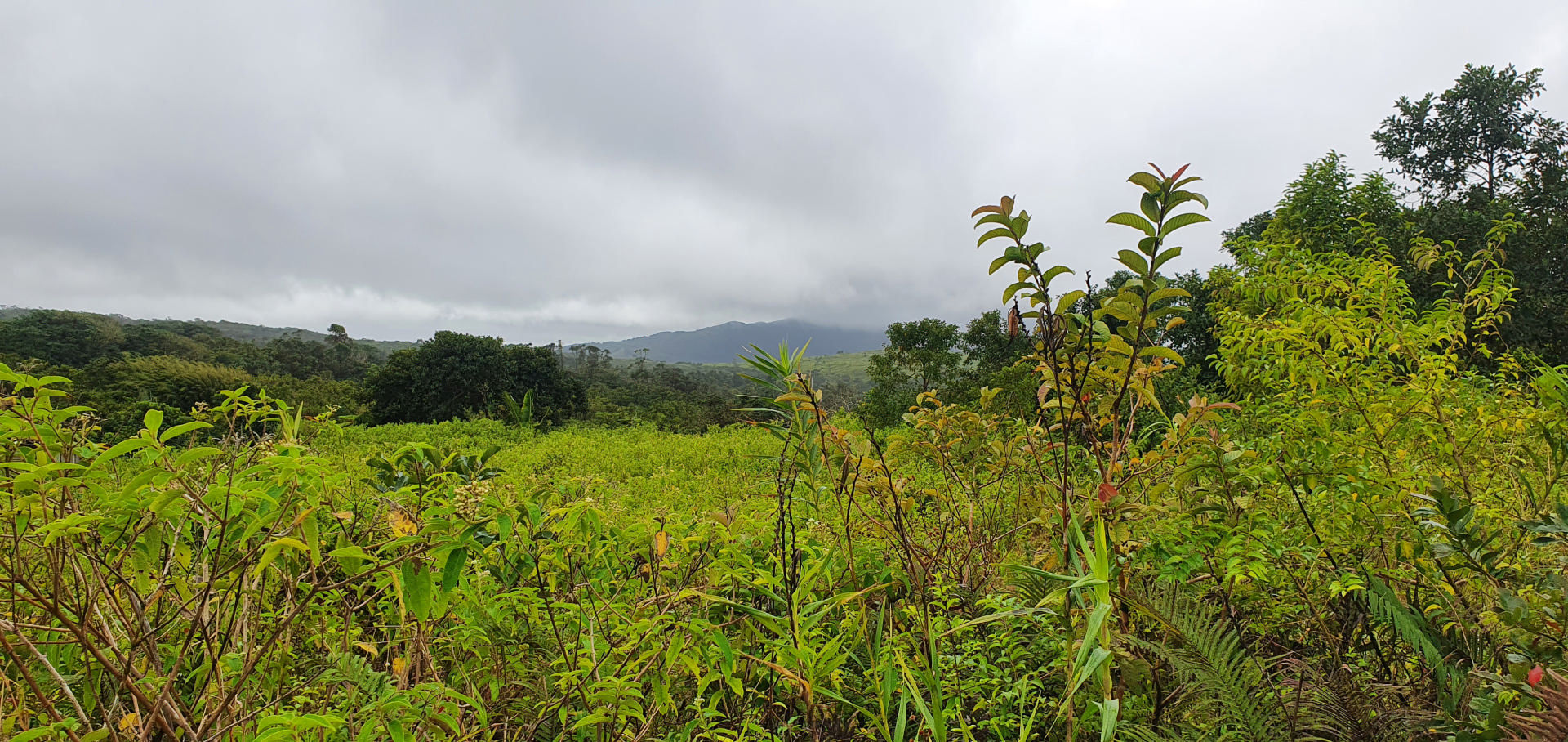 Agricultural land of 4094 m2 for sale in Nouvelle France, south, Mauritius – LexpressProperty.com | 278911 | Ref01