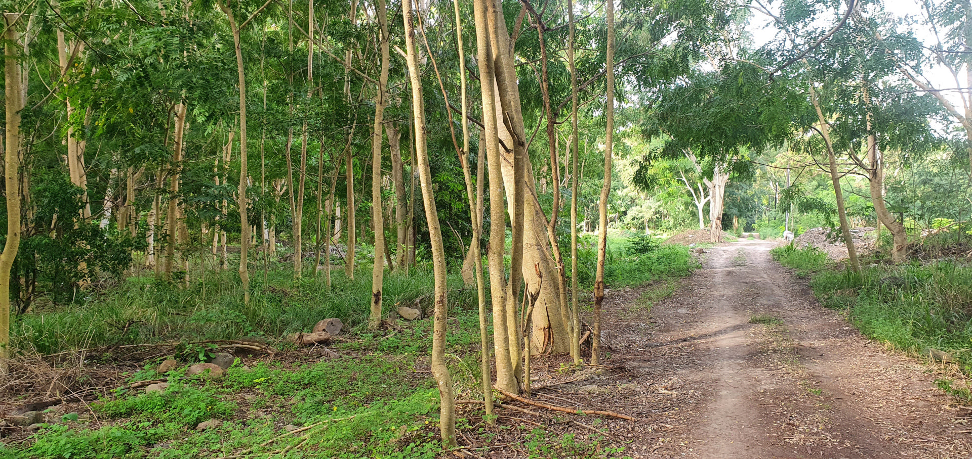 Agricultural land of 4800 m2 for sale in Black River, west, Mauritius – LexpressProperty.com | 279295 | Ref01