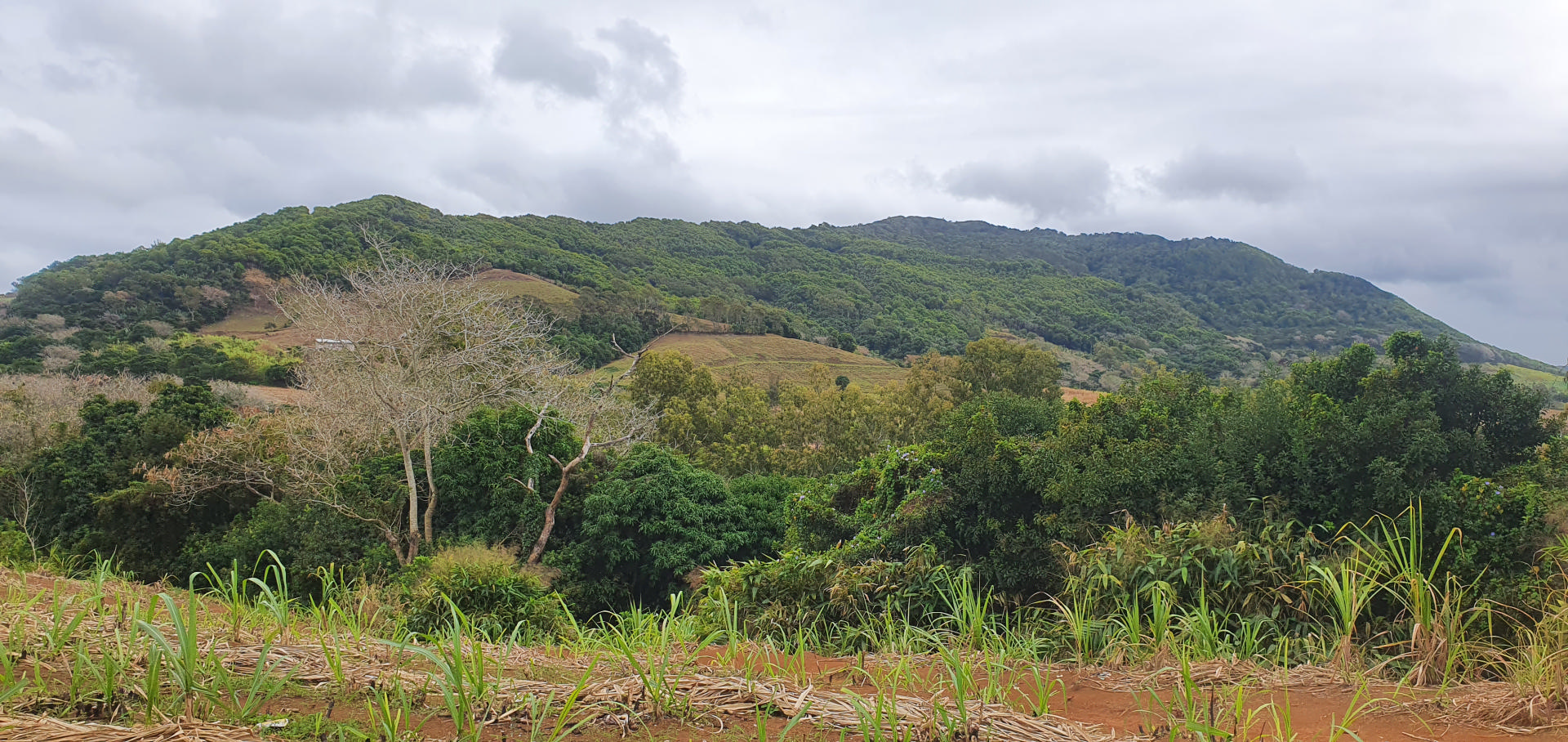 Terrain agricole de 3714 m2 en vente à Petit Bel Air, sud, île Maurice – LexpressProperty.com | 280259 | Ref01