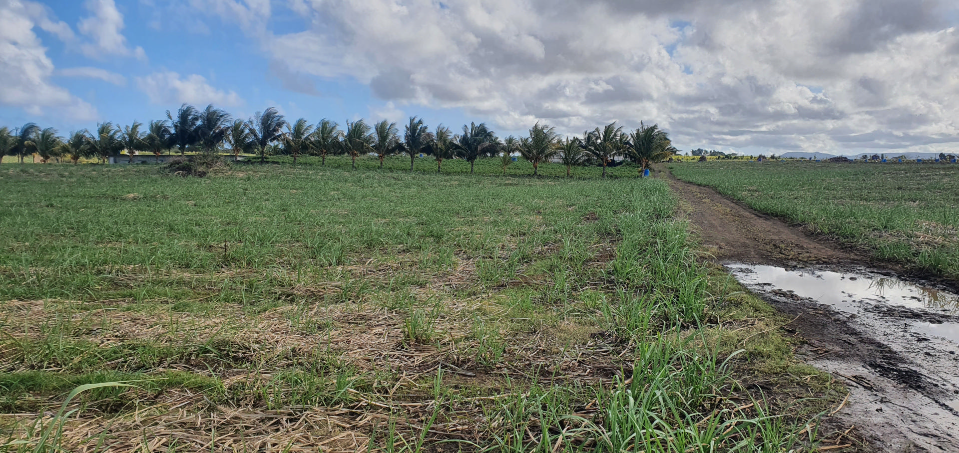 Terrain agricole de 12663 m2 en vente à Le Chaland, sud, île Maurice – LexpressProperty.com | 279843 | Ref01