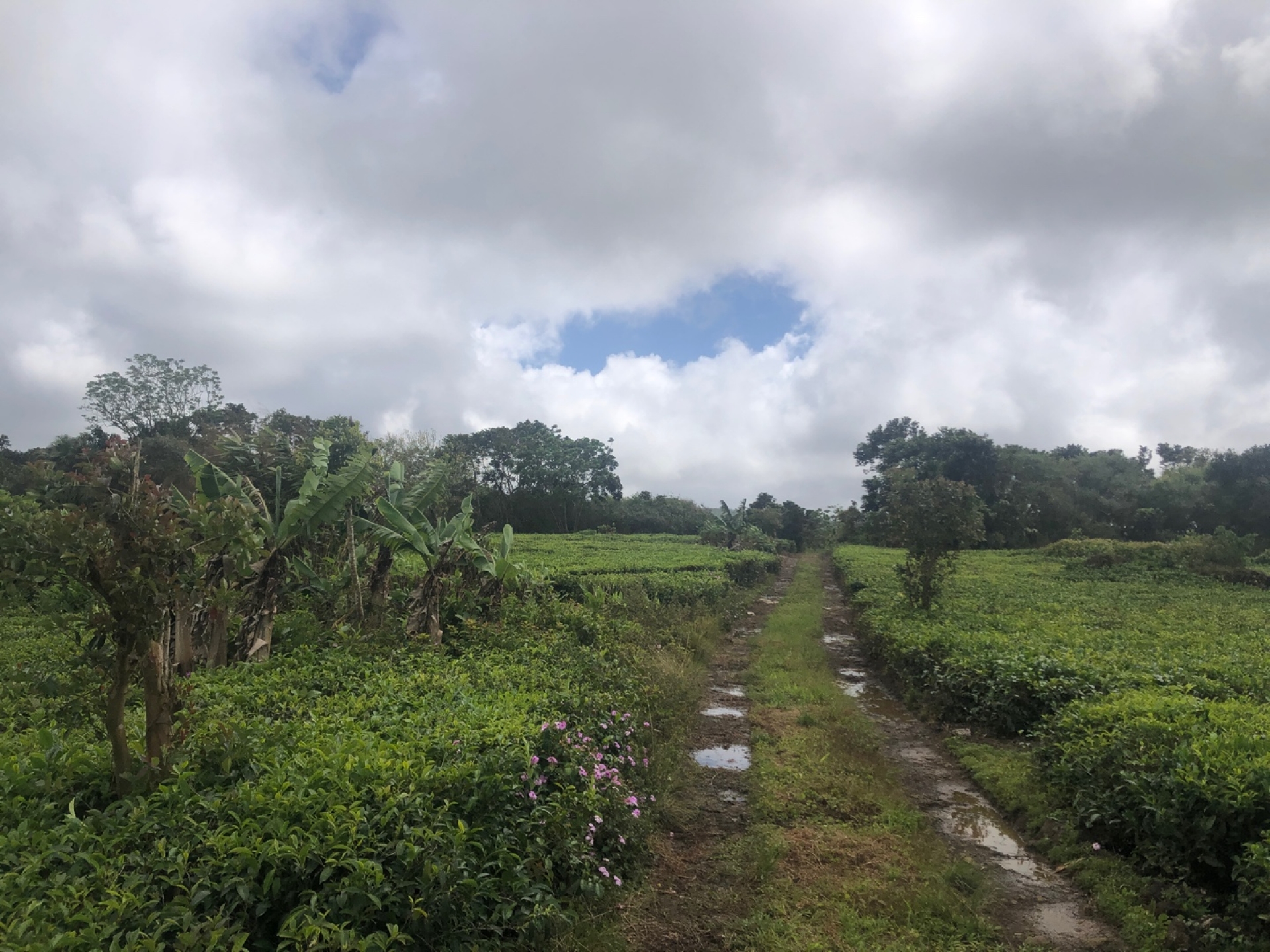 Agricultural land of 1055 m2 for sale in Nouvelle France, south, Mauritius – LexpressProperty.com | 309634 | Ref01