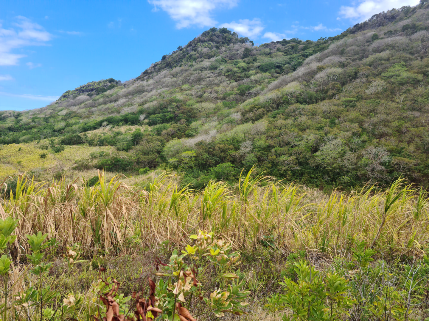 Agricultural land of 21738 m2 for sale in Anse Jonchée, south, Mauritius – LexpressProperty.com | 314769 | Ref01
