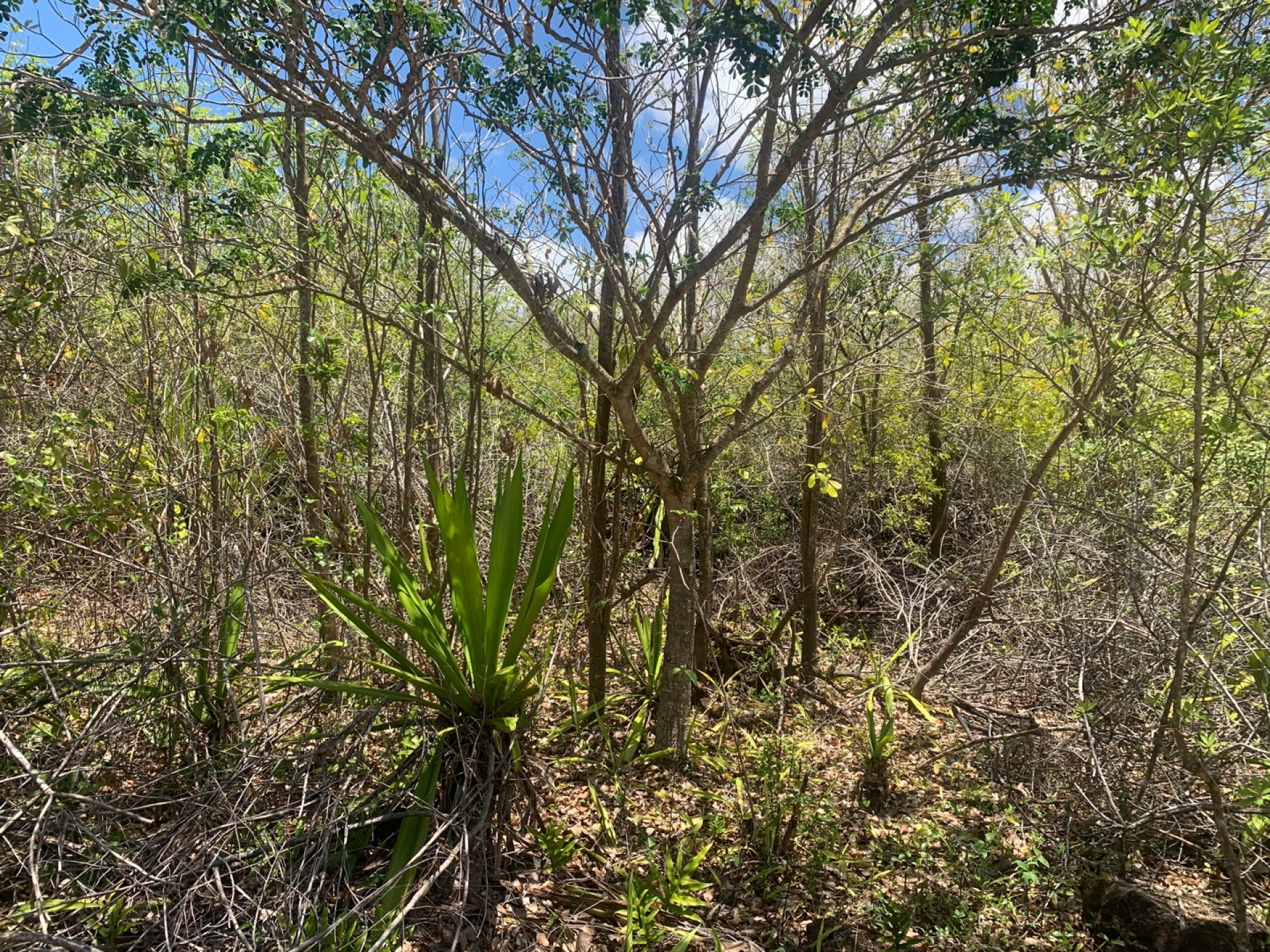Agricultural land of 28069 m2 for sale in Plaine des Roches, north, Mauritius – LexpressProperty.com | 317452 | Ref01