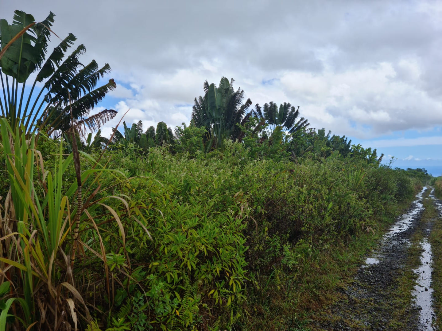 Terrain agricole de 14521 m2 en vente à Bois Chéri, sud, île Maurice – LexpressProperty.com | 316265 | Ref01