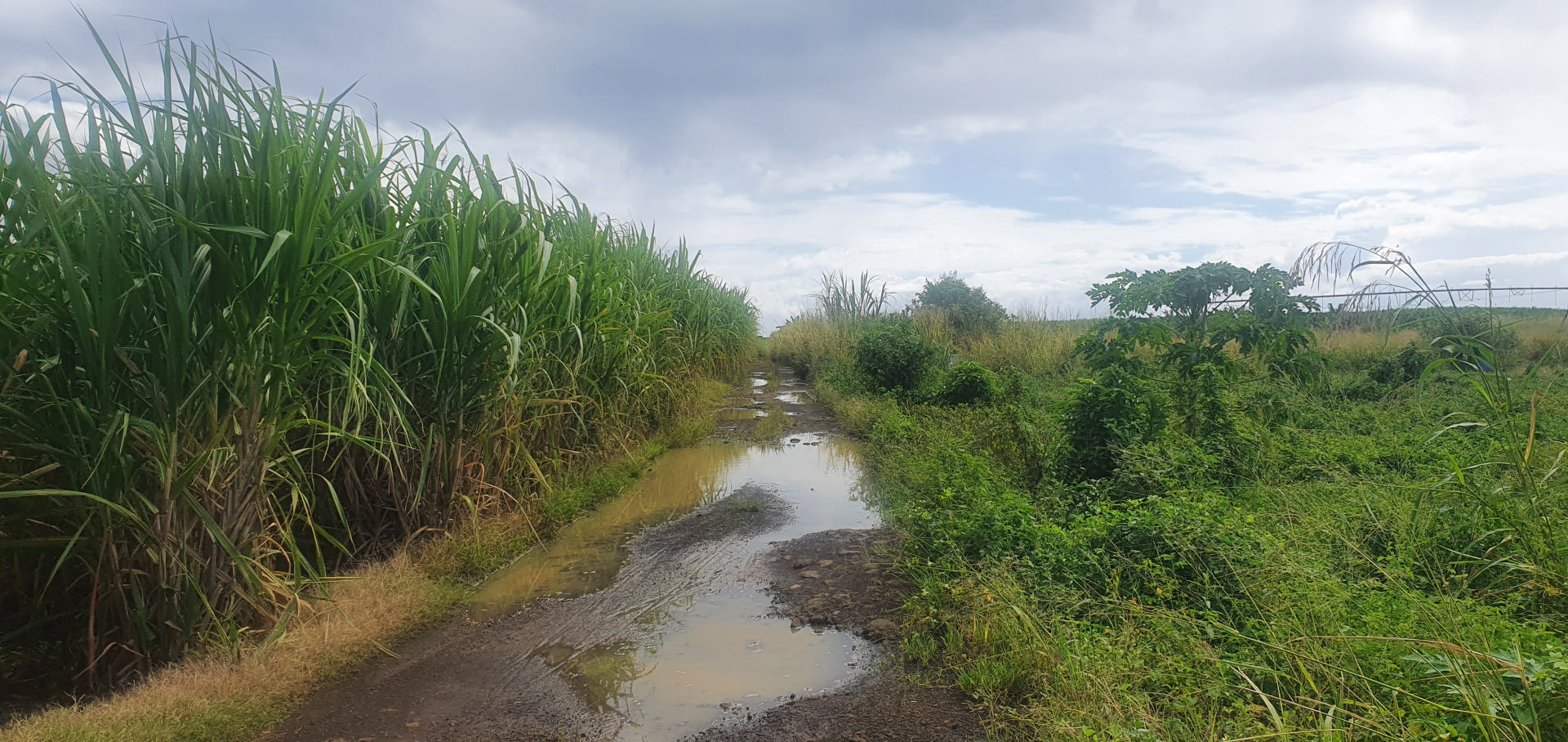 Agricultural land of 21105 m2 for sale in Plaine des Papayes, north, Mauritius – LexpressProperty.com | 294282 | Ref01
