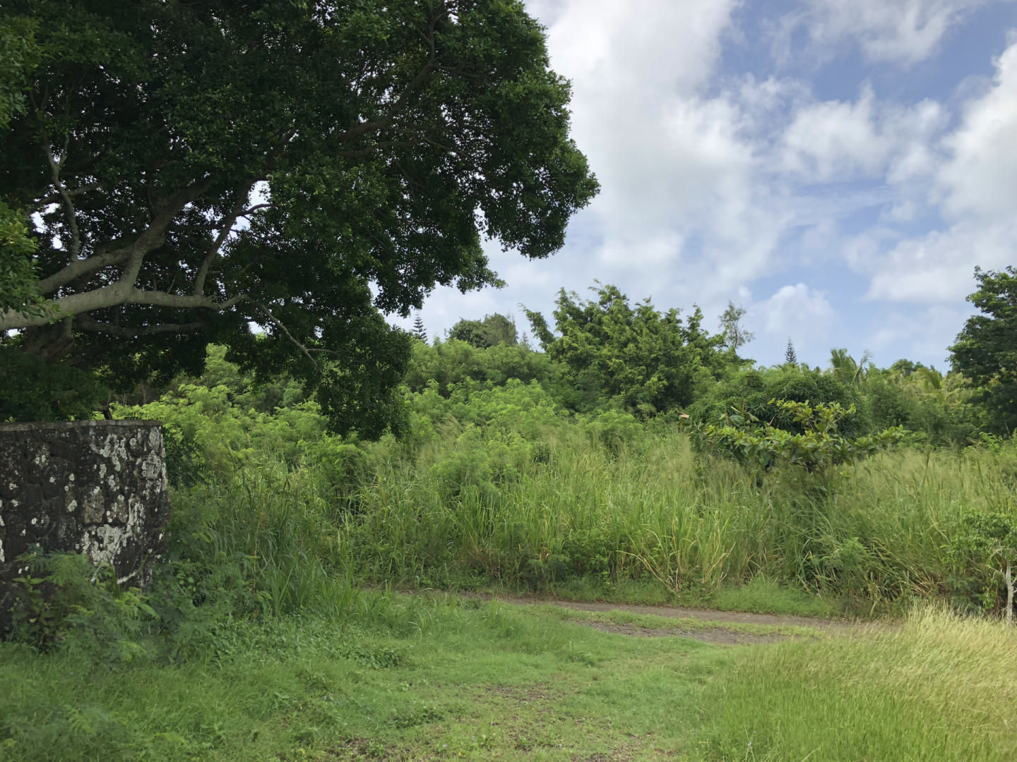 Agricultural land of 4850 m2 for sale in St Antoine, north, Mauritius – LexpressProperty.com | 209459 | Ref01