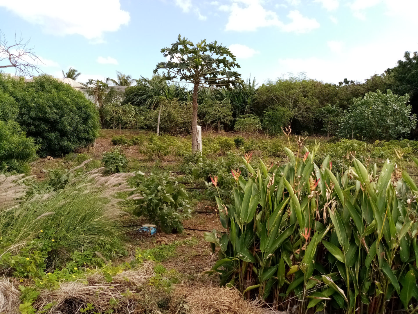 Terrain résidentiel de 1022 m2 en vente à Grand Gaube, nord, île Maurice – LexpressProperty.com | 304708 | Ref01