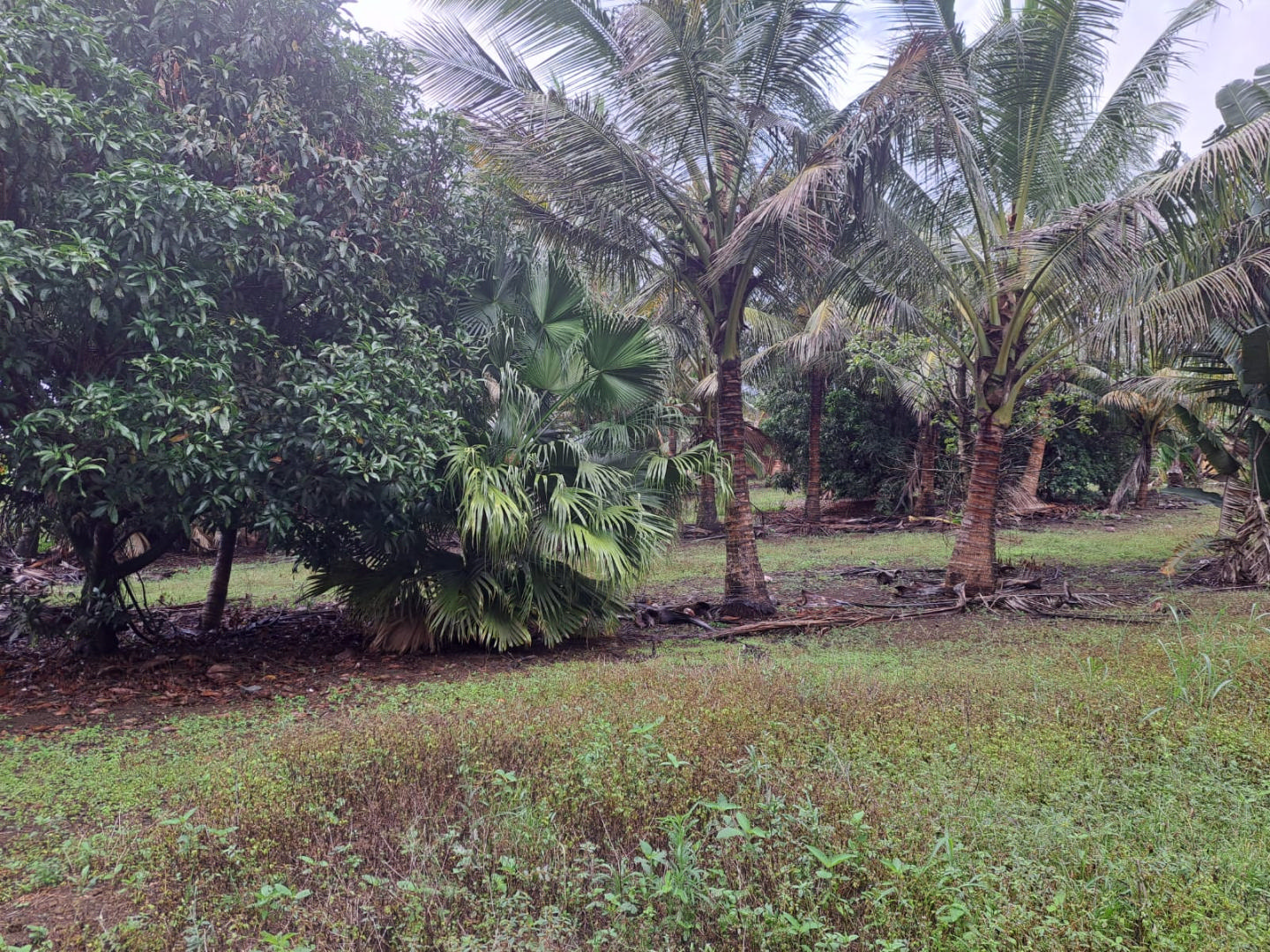 Agricultural land of 4221 m2 for sale in Deux Bras, south, Mauritius – LexpressProperty.com | 387540 | Ref01