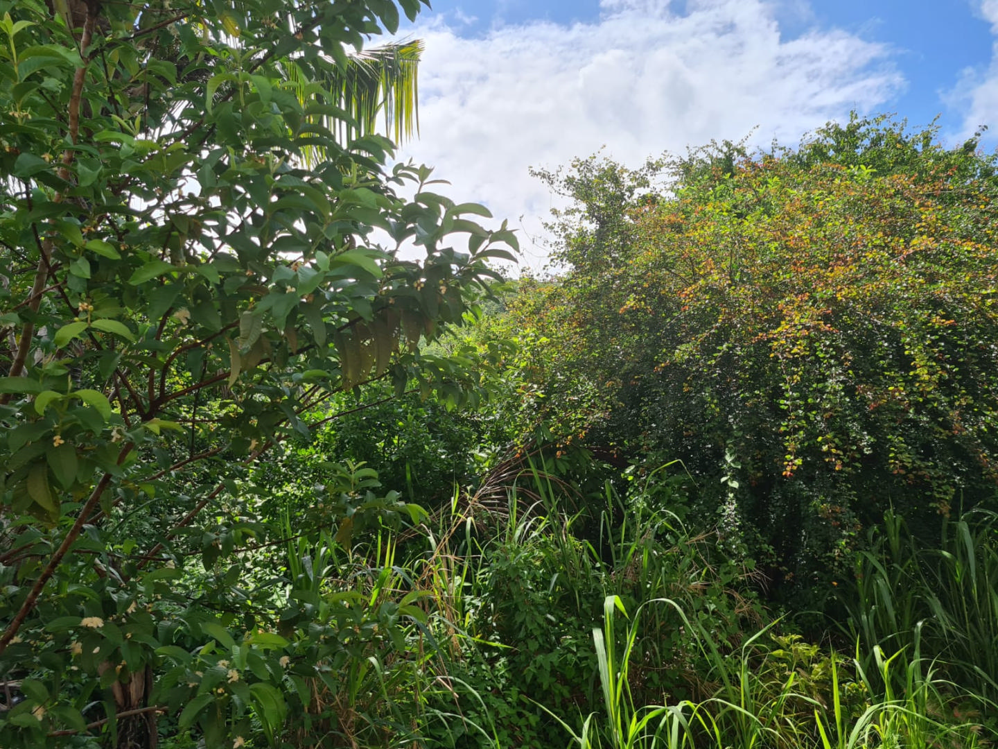 Agricultural land of 1730 m2 for sale in Grande Rivière Sud Est, east, Mauritius – LexpressProperty.com | 323355 | Ref01