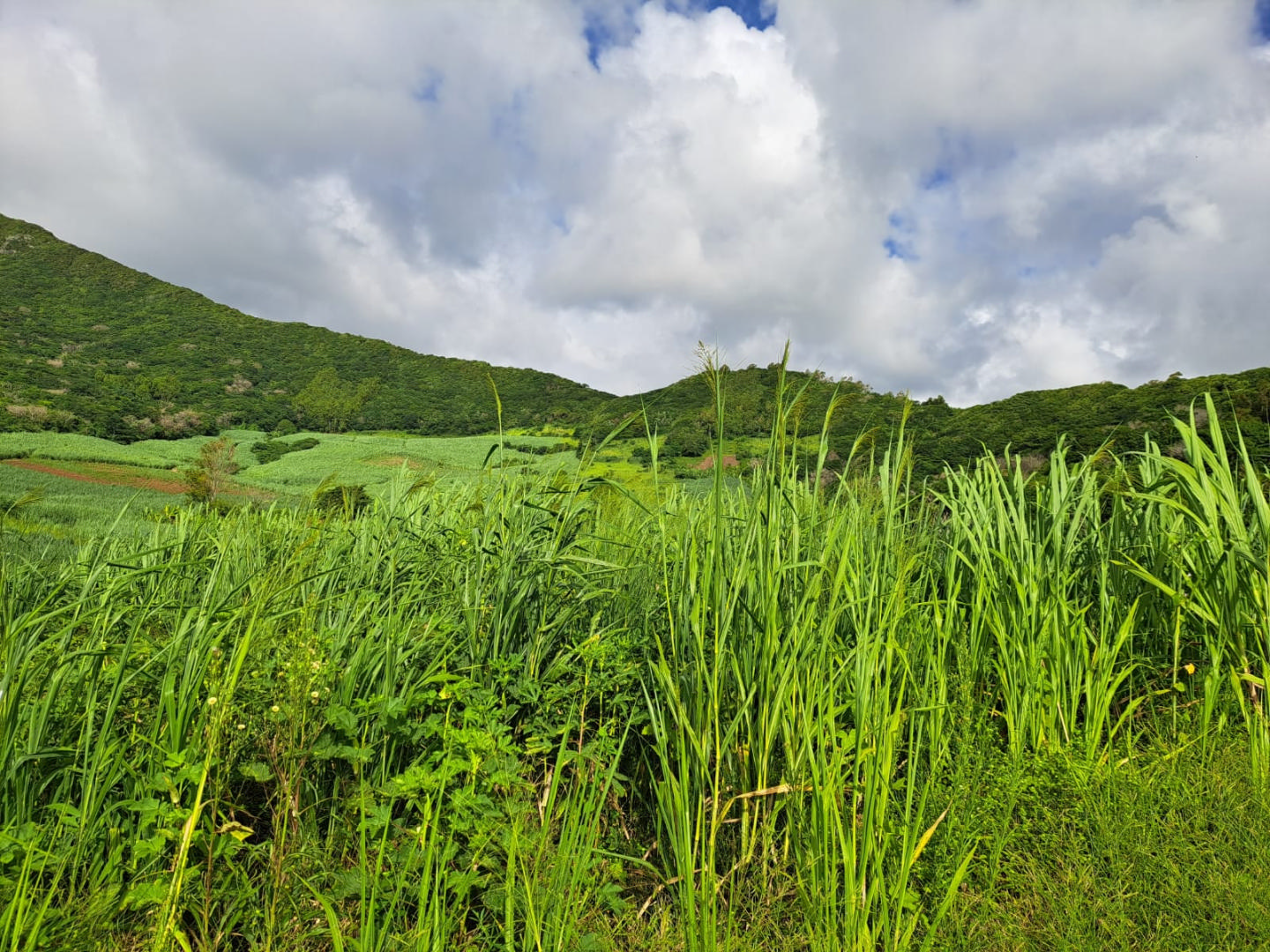 Agricultural land of 1069 m2 for sale in Quatre Soeurs, east, Mauritius – LexpressProperty.com | 327369 | Ref01