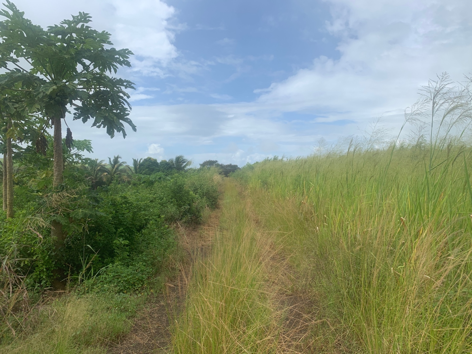 Terrain agricole de 4895 m2 en vente à Charmoze, nord, île Maurice – LexpressProperty.com | 330338 | Ref01