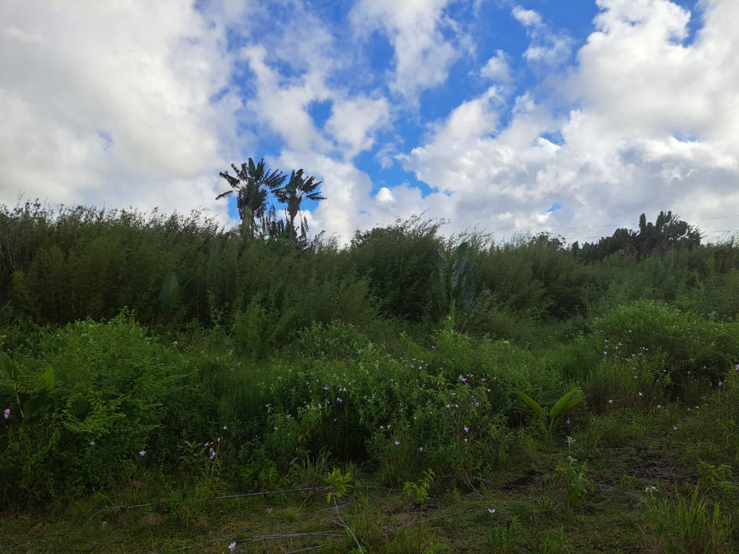 Agricultural land of 2170 m2 for sale in Midlands, center, Mauritius – LexpressProperty.com | 332714 | Ref01