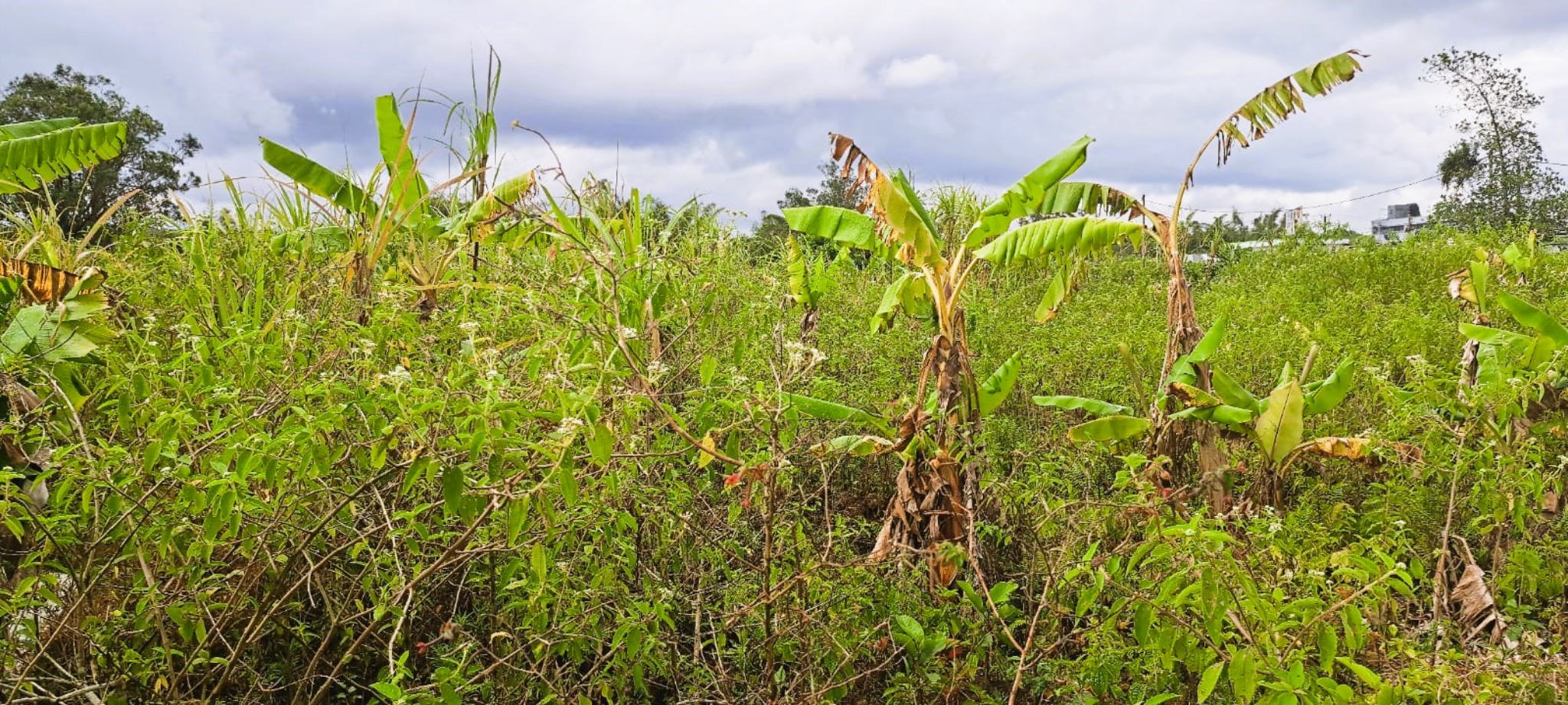 Agricultural land of 5243.61 m2 for sale in La Flora, south, Mauritius – LexpressProperty.com | 615672 | Ref01