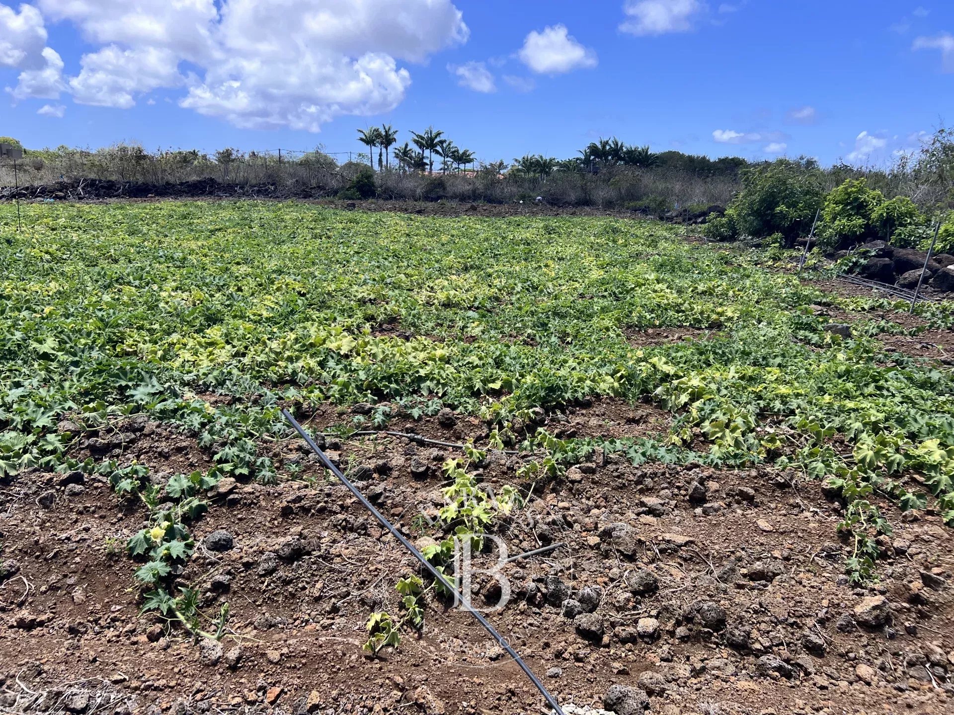 Residential land of 8442 m2 for sale in Calodyne, north, Mauritius – LexpressProperty.com | 669655 | Ref01