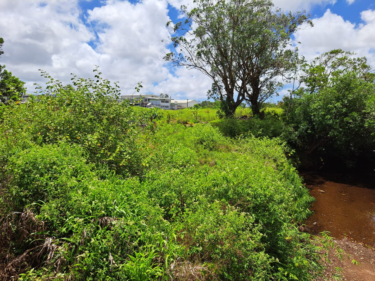 Agricultural land of 8173 m2 for sale in La Flora, south, Mauritius – LexpressProperty.com | 670689 | Ref01