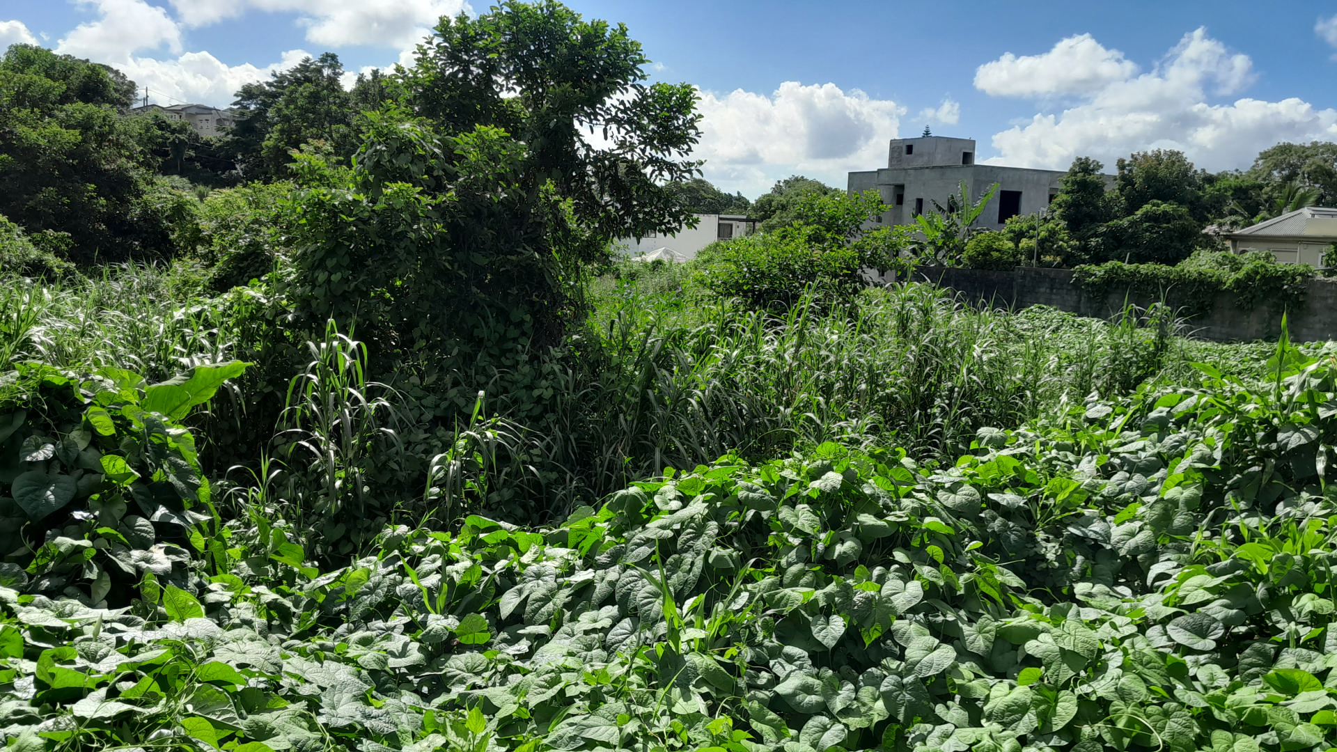 Terrain résidentiel de 4854 m2 en vente à Floréal, centre, île Maurice – LexpressProperty.com | 396829 | Ref01