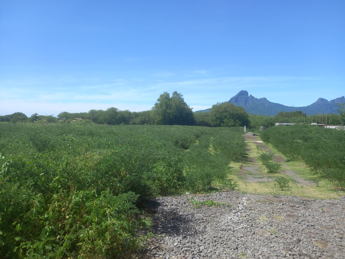 Terrain résidentiel de 2150 m2 en vente à Tamarin, ouest, île Maurice – LexpressProperty.com | 397853 | Ref01