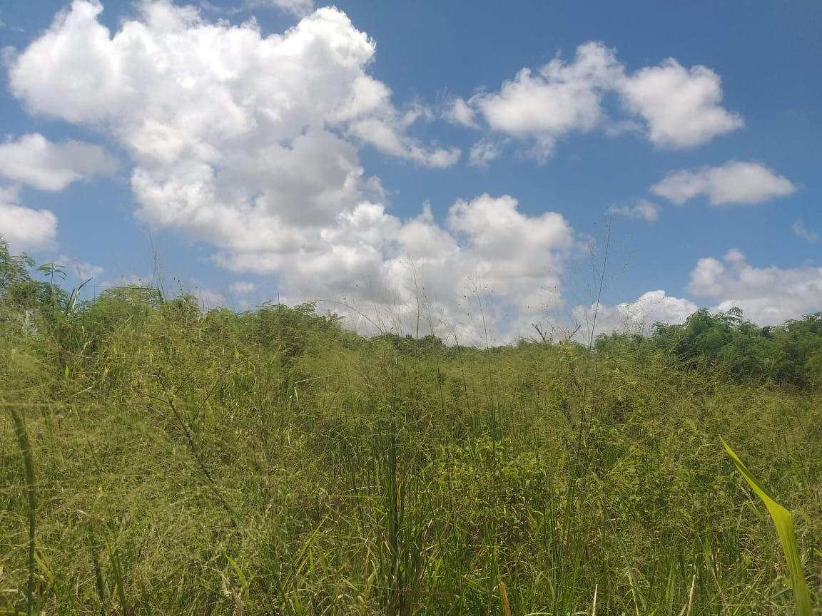 Agricultural land of 1139 m2 for sale in Pointe aux Piments, north, Mauritius – LexpressProperty.com | 398245 | Ref01