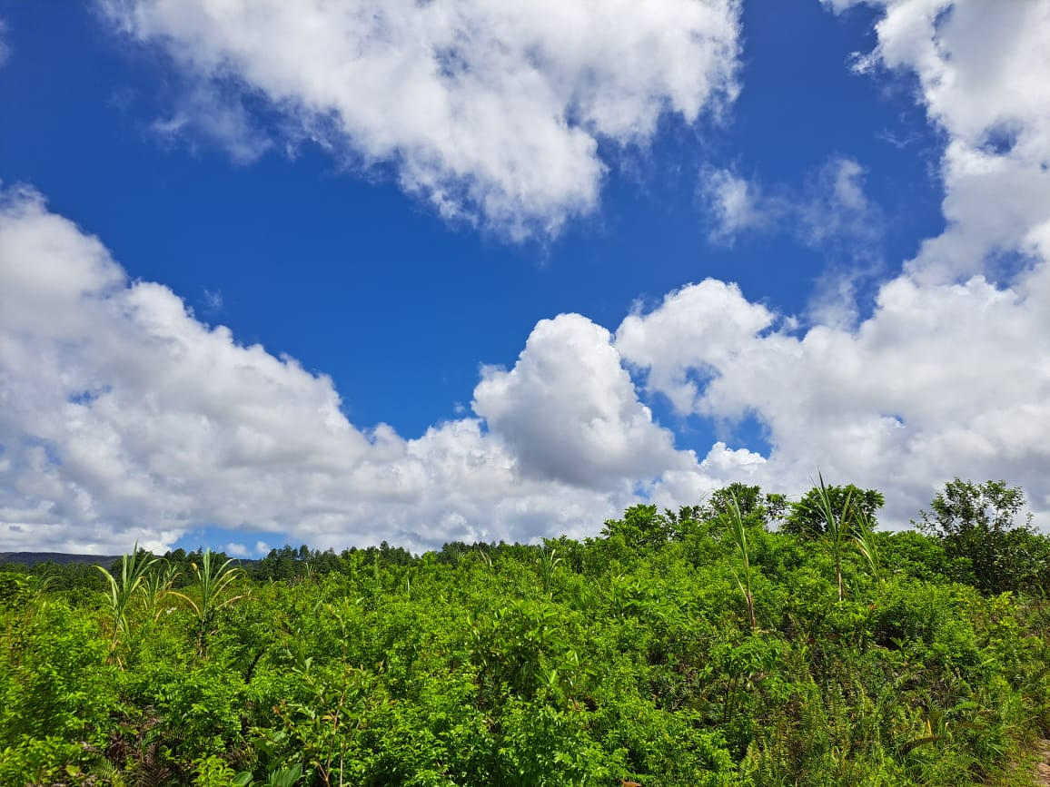Terrain agricole de 2111 m2 en vente à Bois Chéri, sud, île Maurice – LexpressProperty.com | 403404 | Ref01