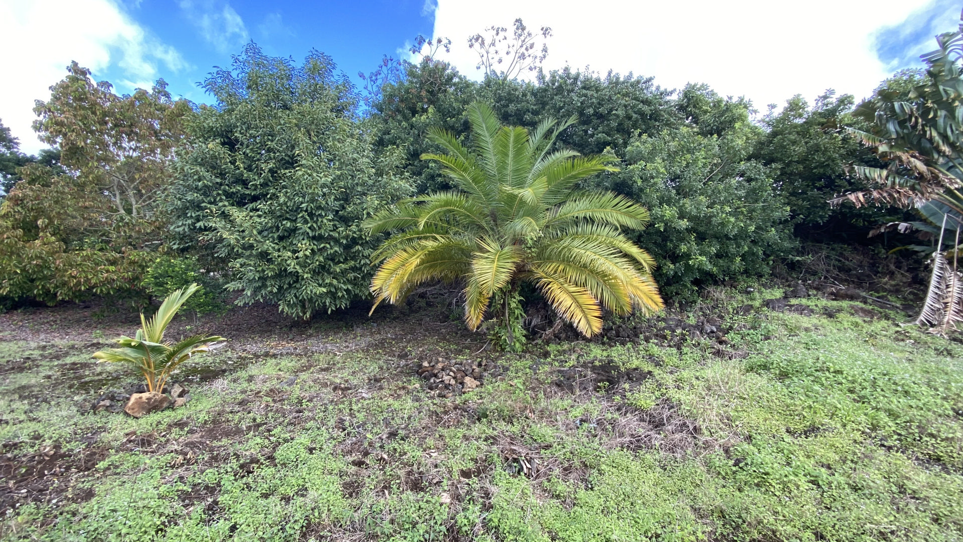 Agricultural land of 31657 m2 for sale in Lallmatie, east, Mauritius – LexpressProperty.com | 333774 | Ref01
