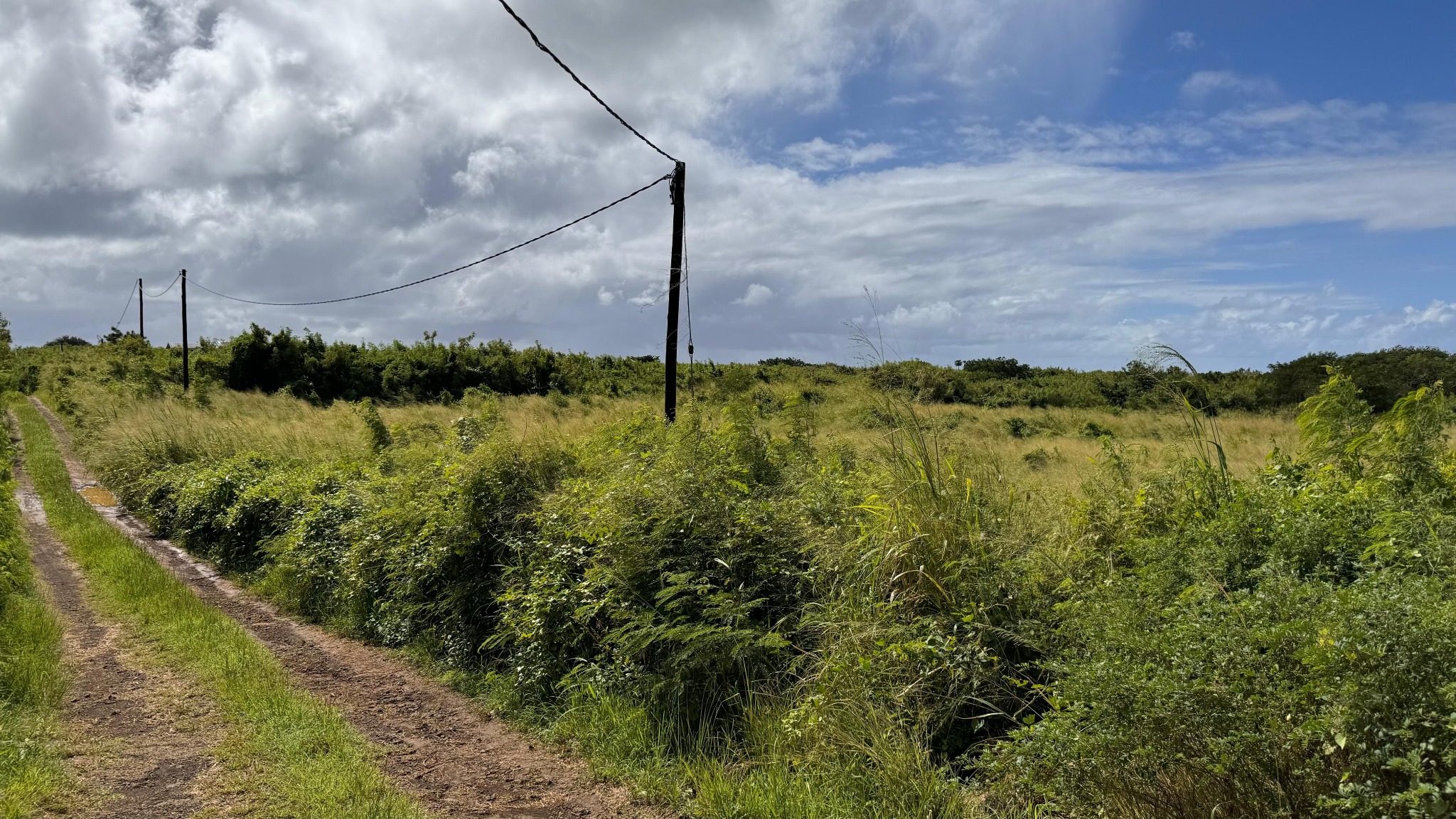 Agricultural land of 5053 m2 for sale in Goodlands, north, Mauritius – LexpressProperty.com | 481485 | Ref01