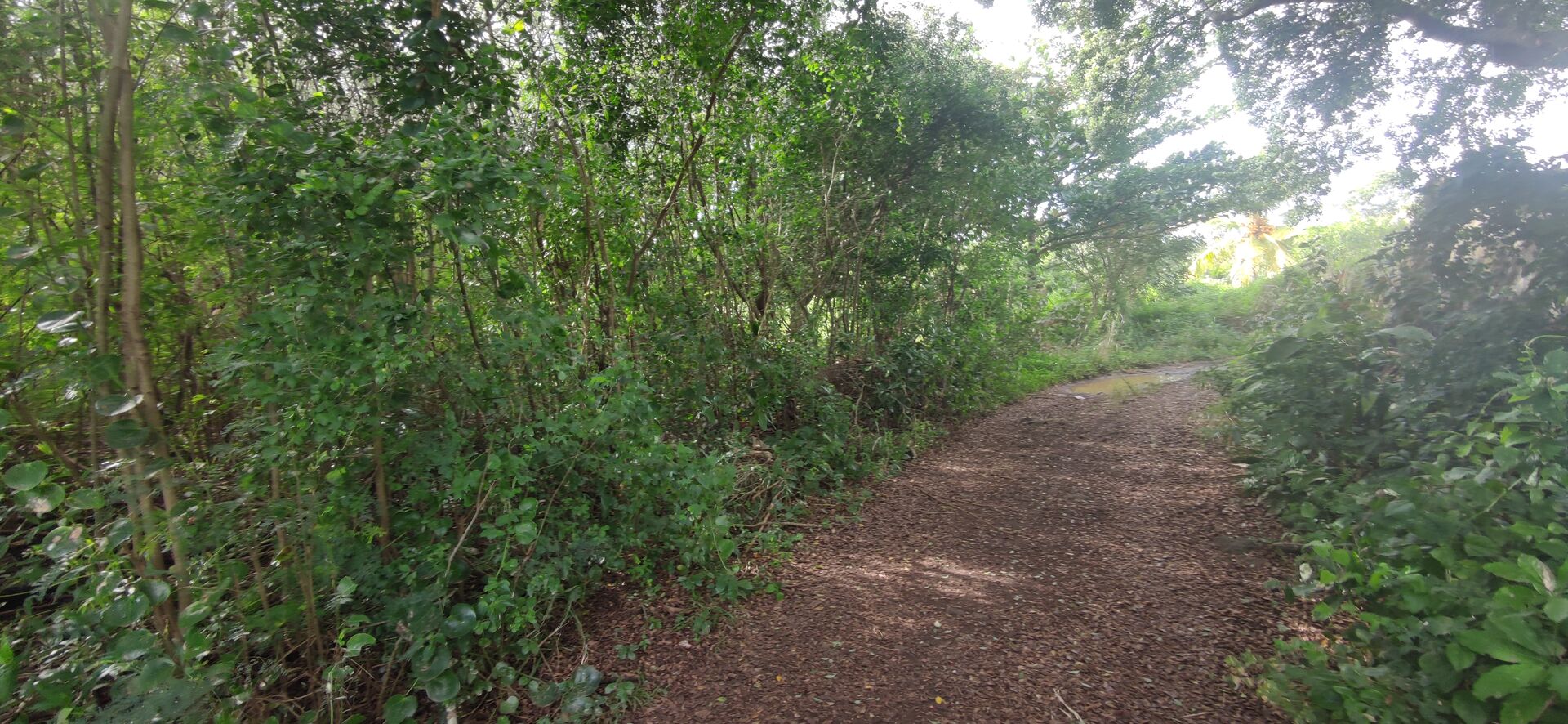 Residential land of 4850 m2 for sale in St Antoine, north, Mauritius – LexpressProperty.com | 512418 | Ref01