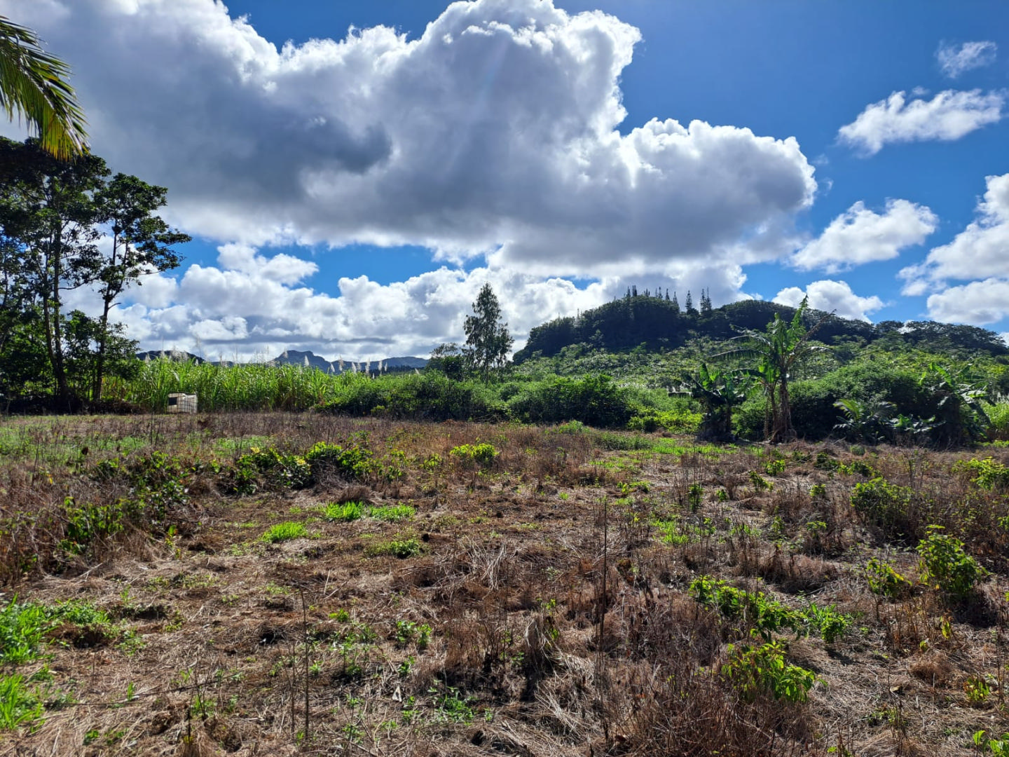 Agricultural land of 2406 m2 for sale in Riche en Eau, south, Mauritius – LexpressProperty.com | 517515 | Ref01