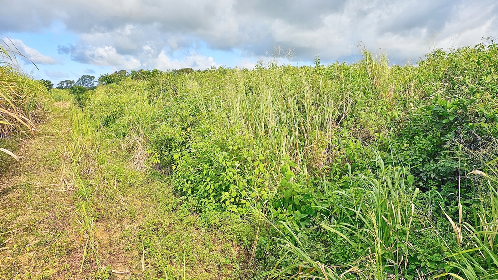 Agricultural land of 5099.77 m2 for sale in Deux Bras, south, Mauritius – LexpressProperty.com | 517555 | Ref01