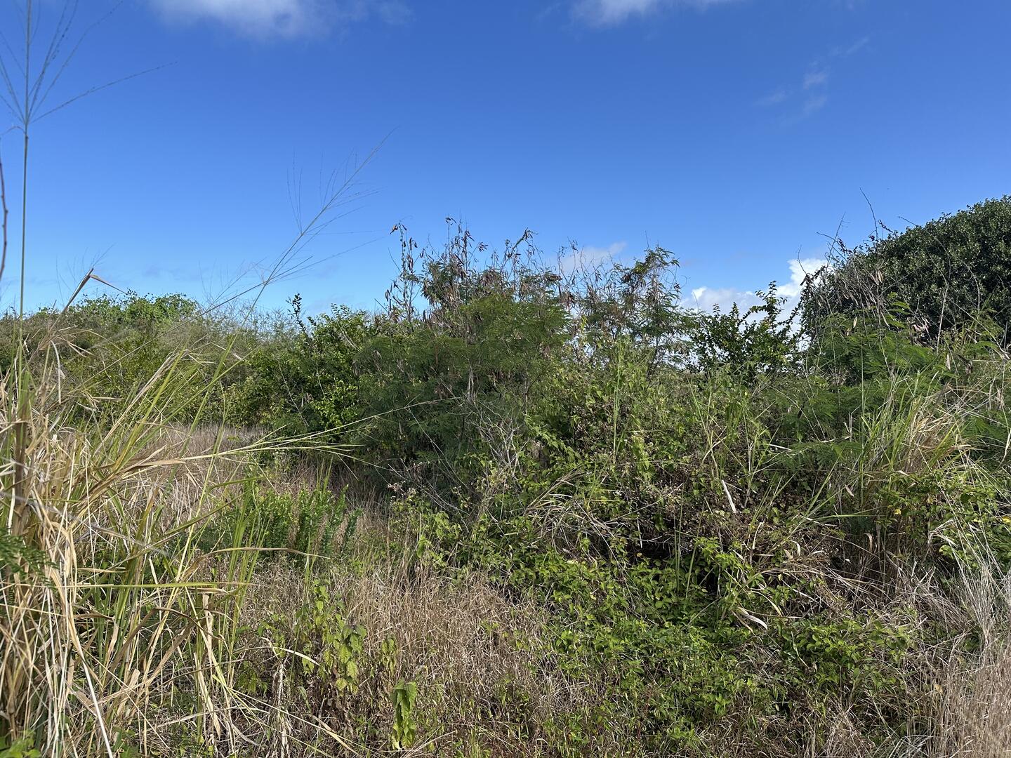 Agricultural land of 4990 m2 for sale in Goodlands, north, Mauritius – LexpressProperty.com | 749932 | Ref01
