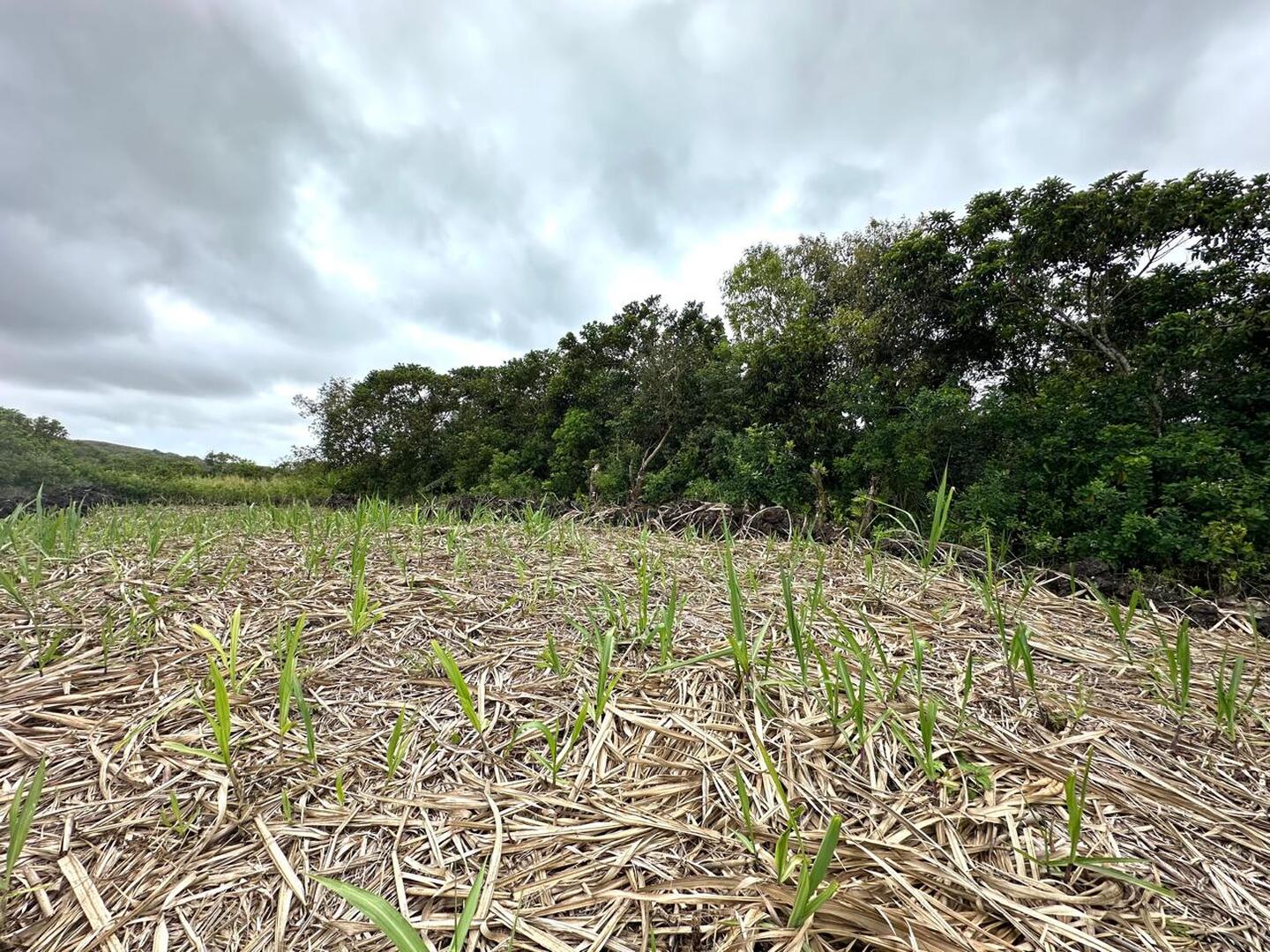 Terrain agricole de 1748 m2 en vente à Salazie, centre, île Maurice – LexpressProperty.com | 754357 | Ref01