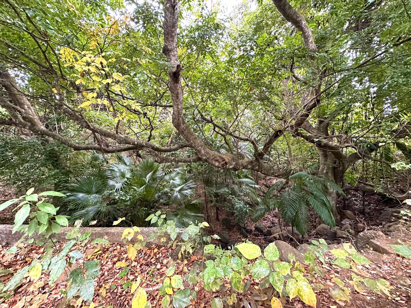 Agricultural land of 10142 m2 for sale in Belle Vue Maurel, north, Mauritius – LexpressProperty.com | 754346 | Ref01