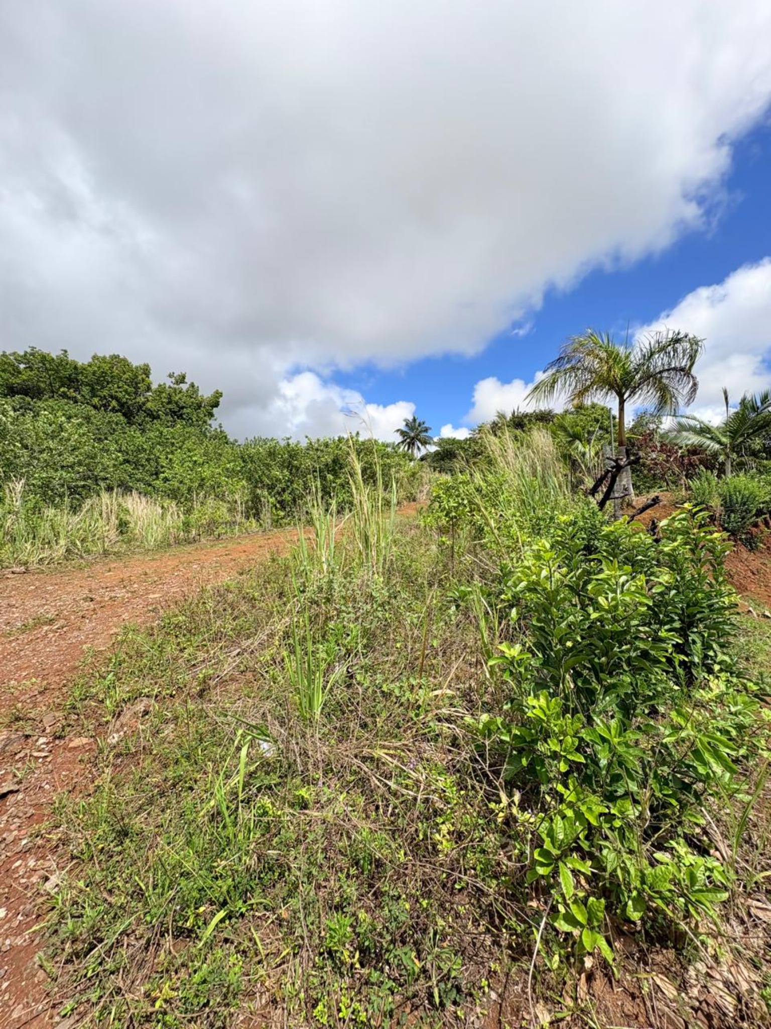 Residential land of 379.88 m2 for sale in Pont Praslin, east, Mauritius – LexpressProperty.com | 755862 | Ref01