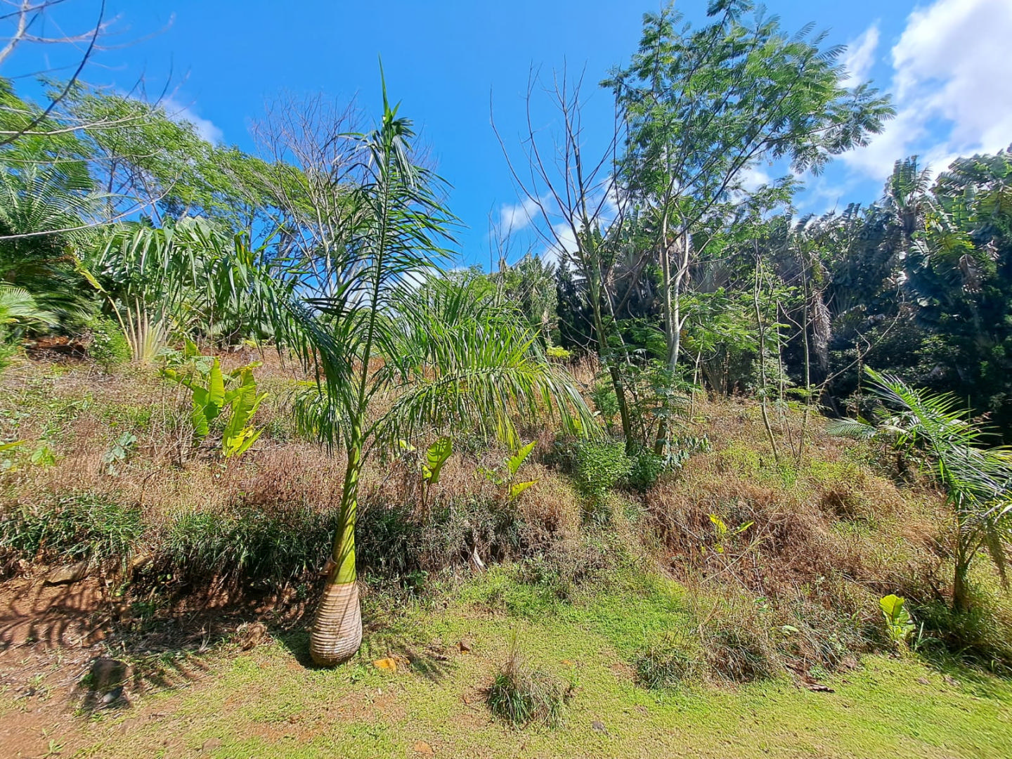 Agricultural land of 4873 m2 for sale in Chamarel, west, Mauritius – LexpressProperty.com | 758036 | Ref01