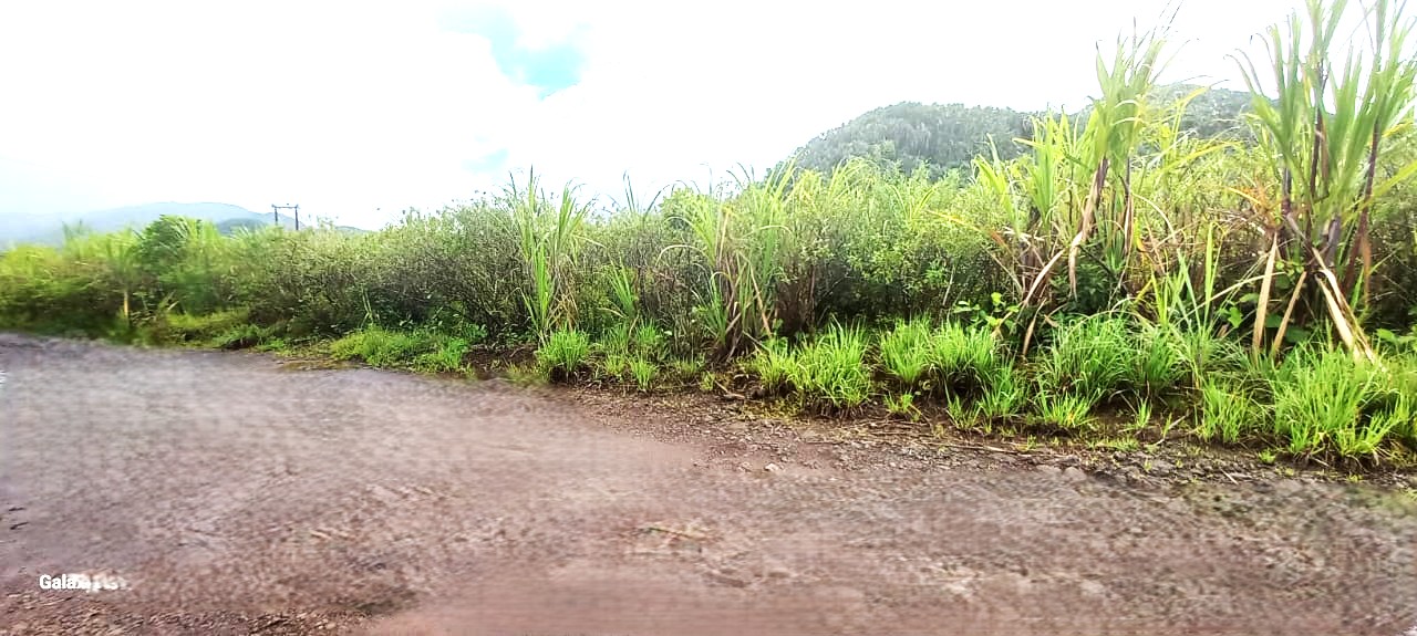 Agricultural land of 4220 m2 for sale in St Hubert, south, Mauritius – LexpressProperty.com | 760718 | Ref01