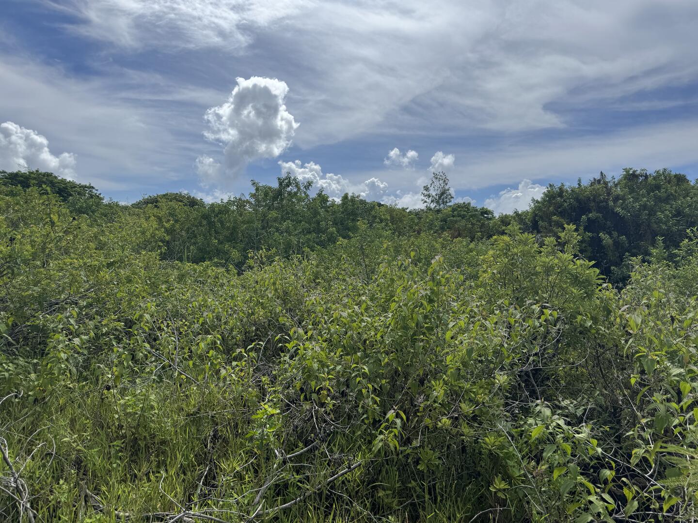 Agricultural land of 8442 m2 for sale in Plaine des Roches, north, Mauritius – LexpressProperty.com | 690227 | Ref01