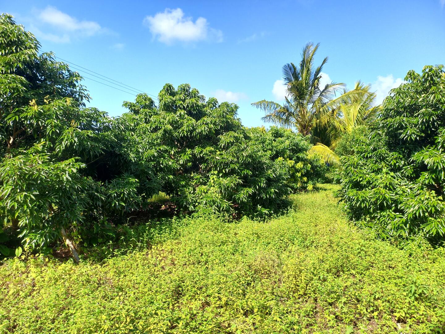 Agricultural land of 4432 m2 for sale in Deux Bras, south, Mauritius – LexpressProperty.com | 698145 | Ref01