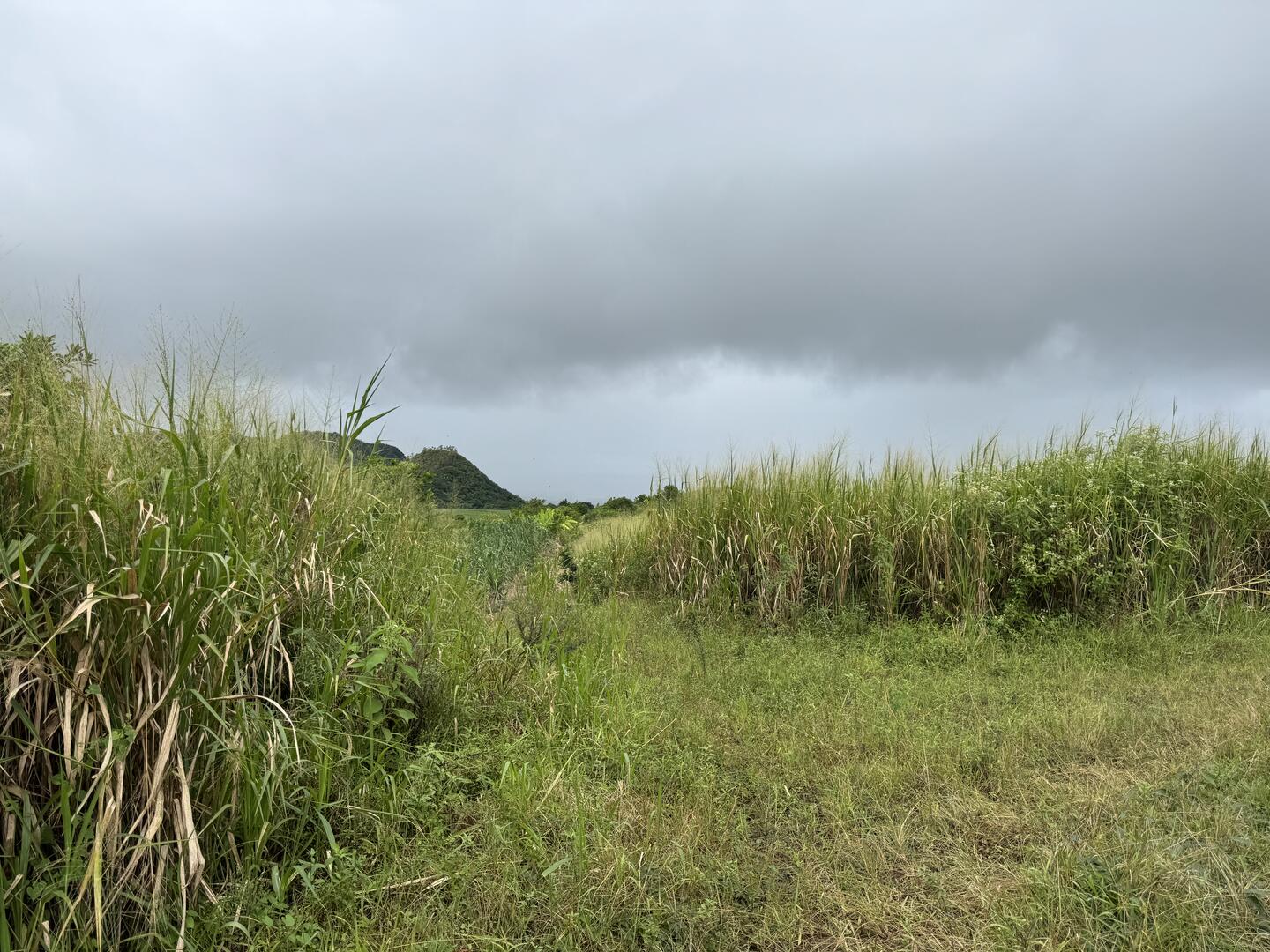 Agricultural land of 13928 m2 for sale in Surinam, south, Mauritius – LexpressProperty.com | 712312 | Ref01