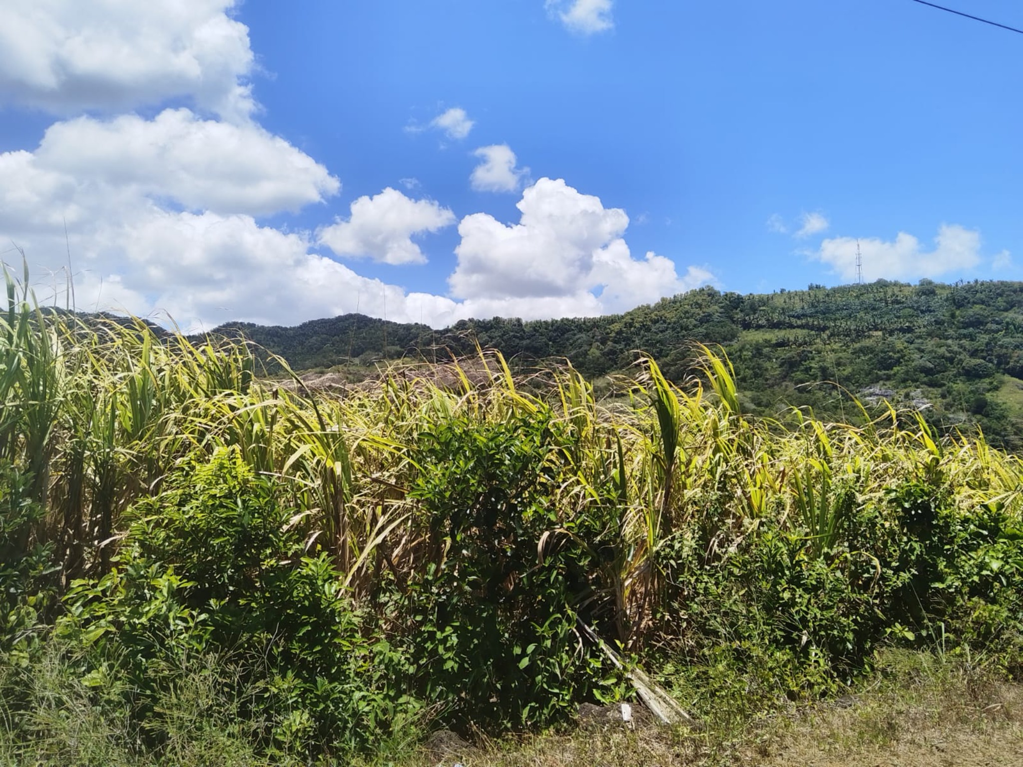 Agricultural land of 46429.57 m² for sale in Surinam, south, Mauritius – LexpressProperty.com | 704352 | Ref01