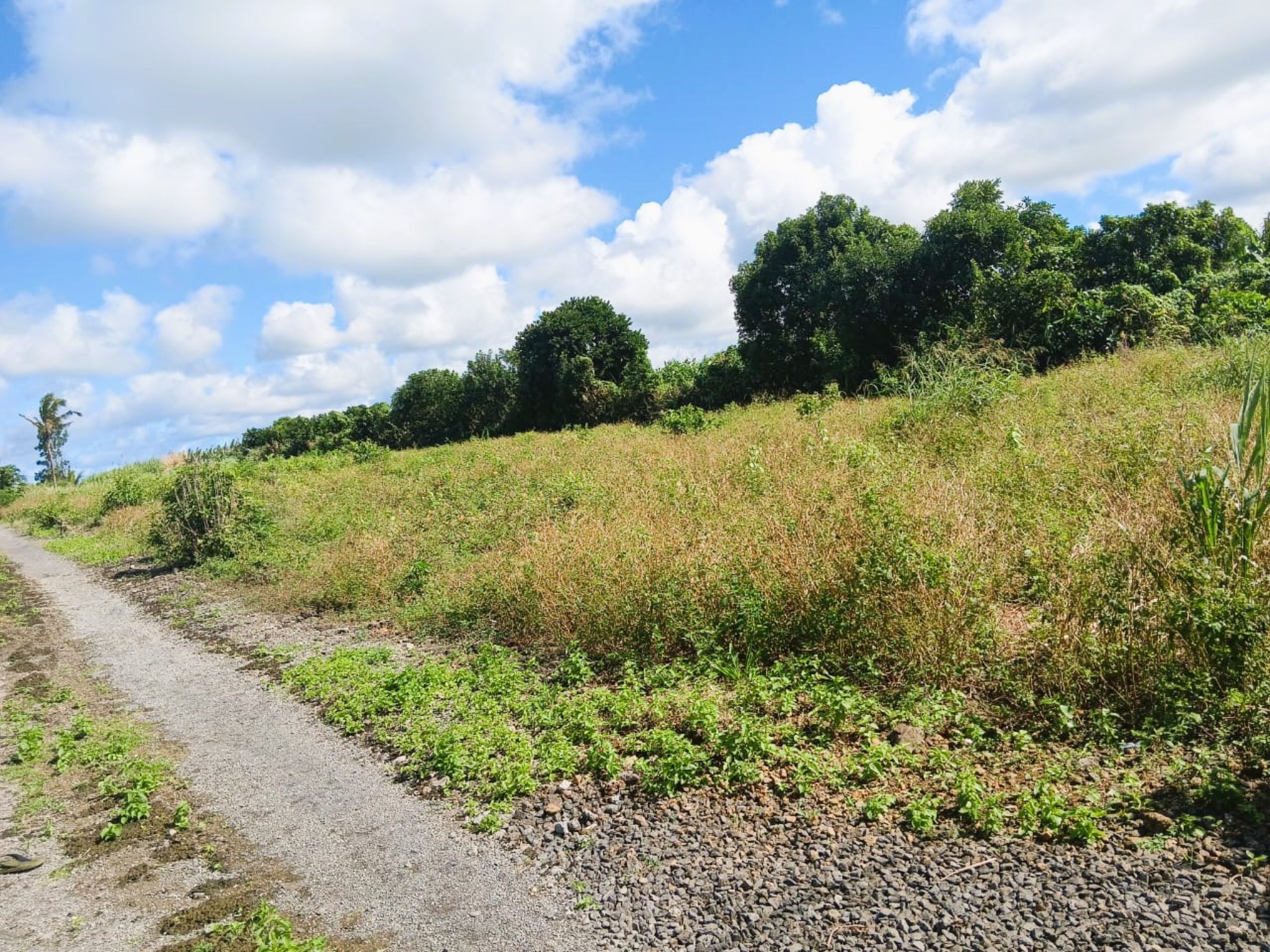 Residential land of 1121.18 m2 for sale in Mare d'Albert, south, Mauritius – LexpressProperty.com | 719393 | Ref01