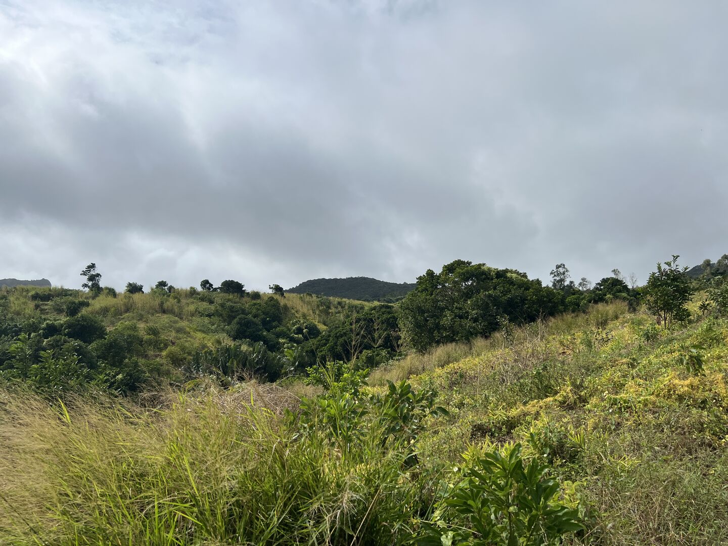 Agricultural land of 37989 m2 for sale in Les Mariannes, north, Mauritius – LexpressProperty.com | 718078 | Ref01