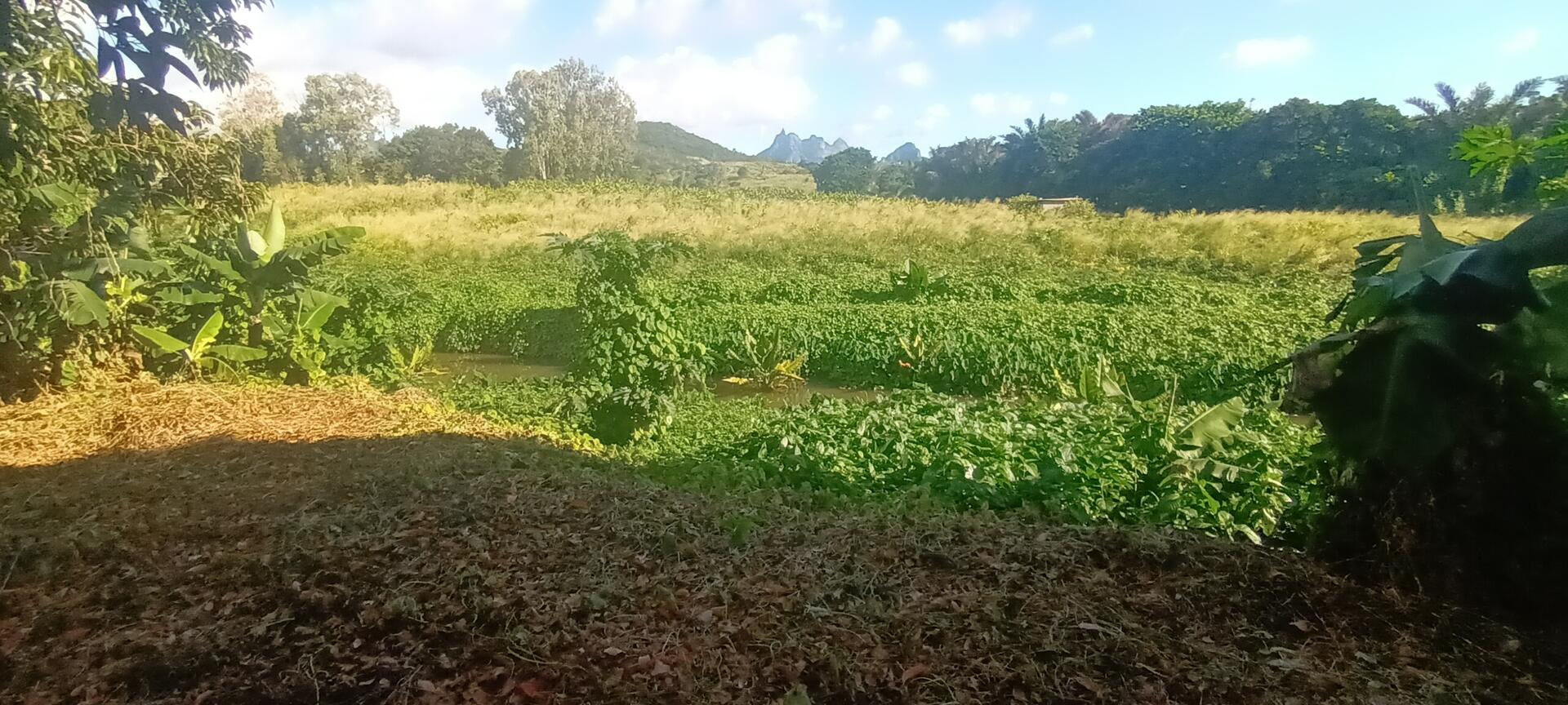 Agricultural land of 18572 m2 for sale in d'Epinay, north, Mauritius – LexpressProperty.com | 718718 | Ref01