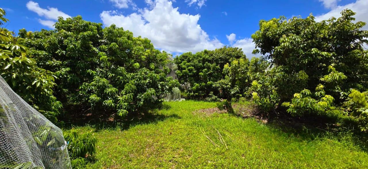 Agricultural land of 4981 m2 for sale in La Flora, south, Mauritius – LexpressProperty.com | 443459 | Ref01