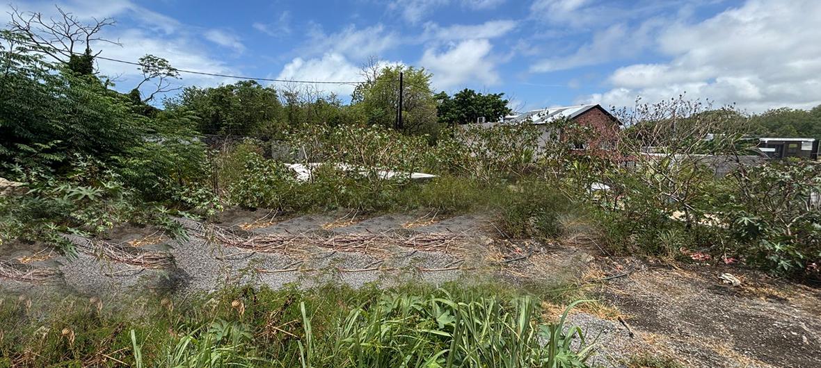 Terrain résidentiel de 242 m2 en vente à Mont Mascal, nord, île Maurice – LexpressProperty.com | 767756 | Ref01