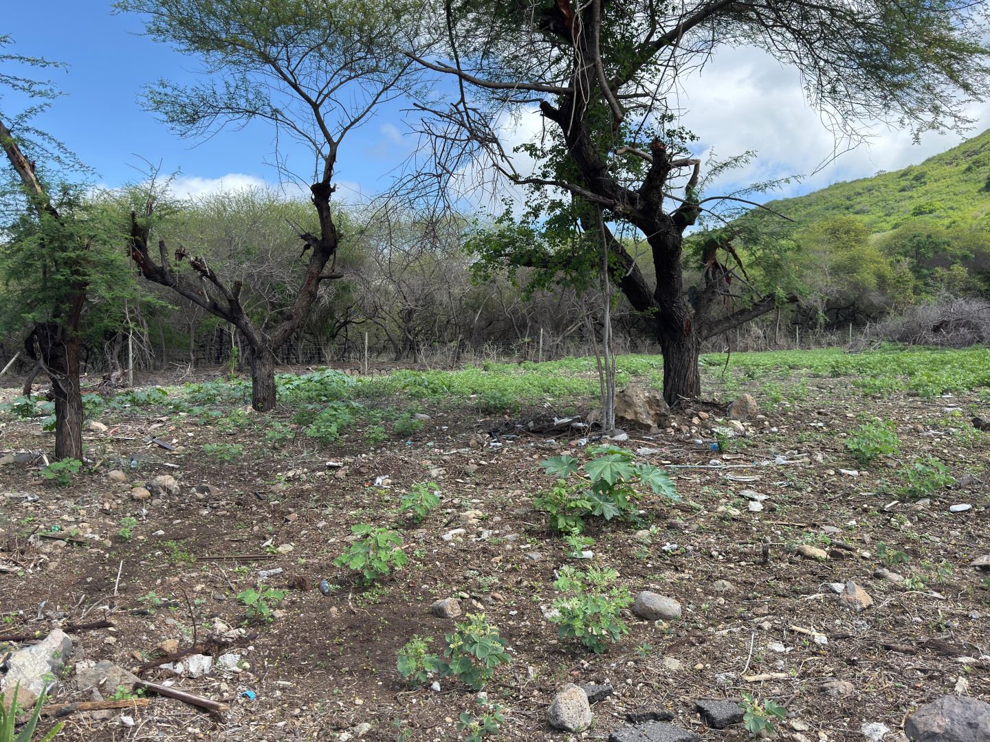Terrain résidentiel de 1065 m2 en vente à Tamarin, ouest, île Maurice – LexpressProperty.com | 762776 | Ref01