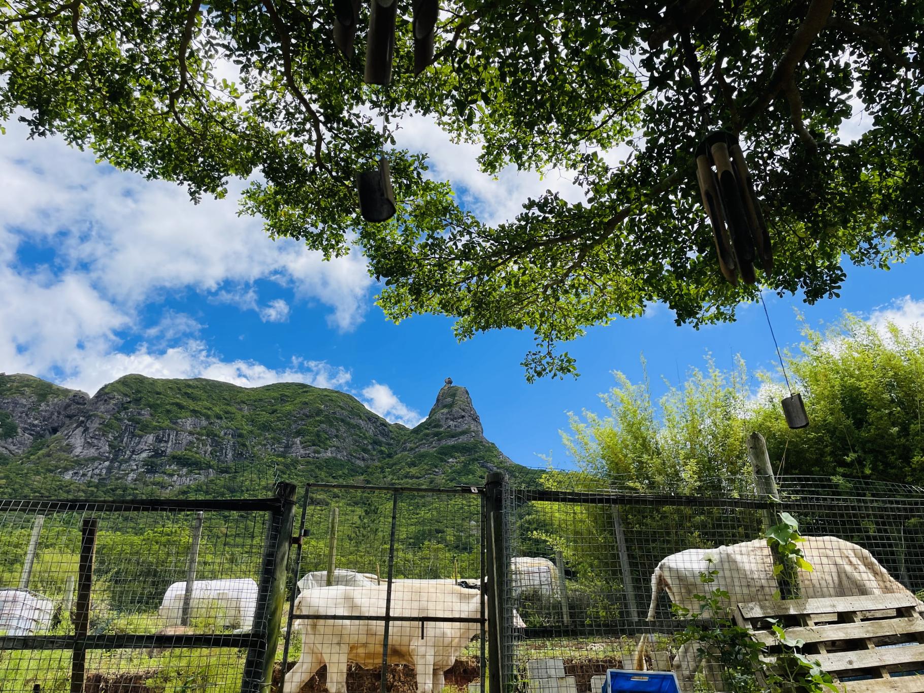 Terrain agricole de 3165 m2 en vente à La Laura, centre, île Maurice – LexpressProperty.com | 774878 | Ref01