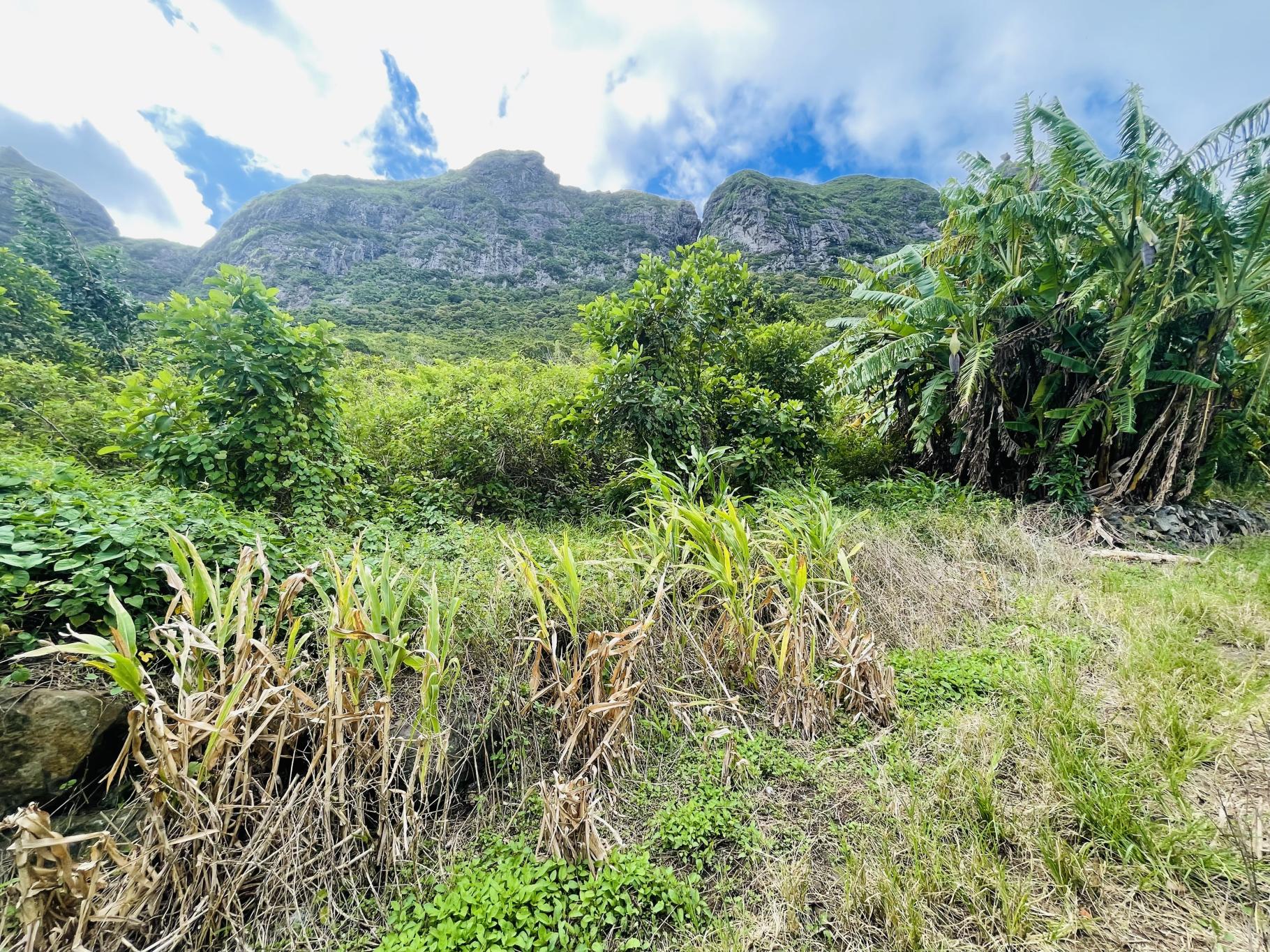 Agricultural land of 5636 m2 for sale in Malenga, center, Mauritius – LexpressProperty.com | 774875 | Ref01