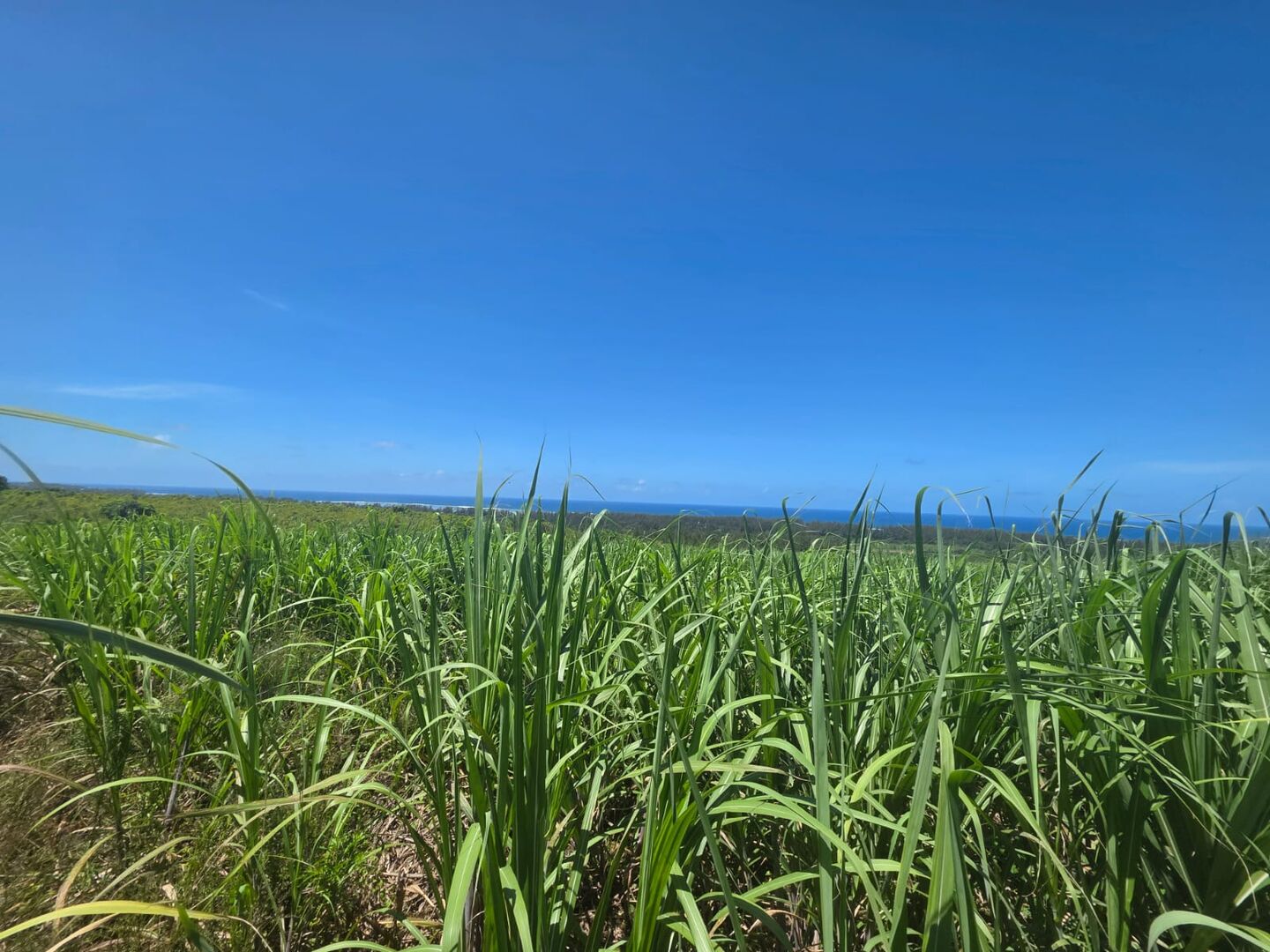 Agricultural land of 5202 m2 for sale in Chemin Grenier, south, Mauritius – LexpressProperty.com | 775242 | Ref01